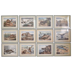 Group of 12 French Hand Colored Framed Engravings of Animals in Habitat