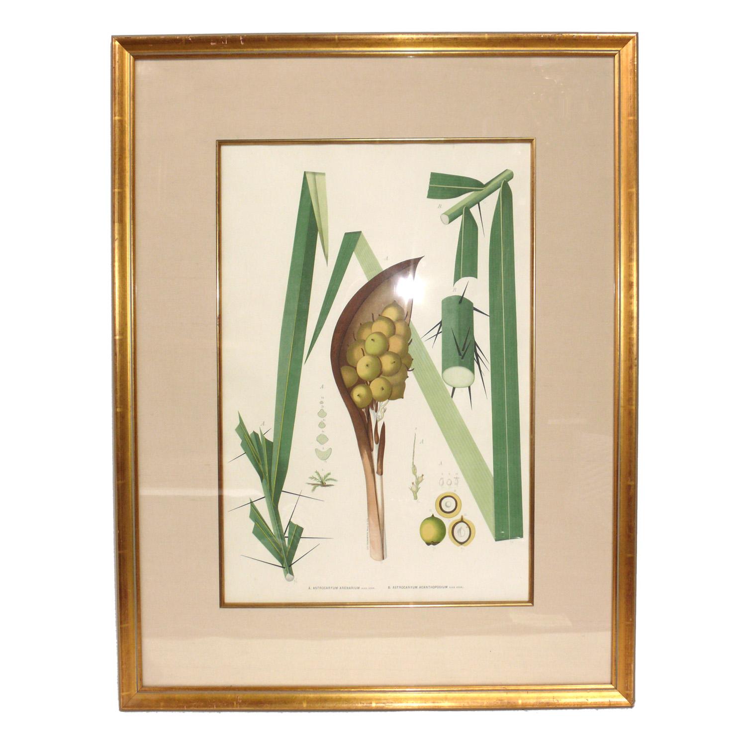 Aesthetic Movement Group of 19th Century Botanical Palm Species Lithographs For Sale