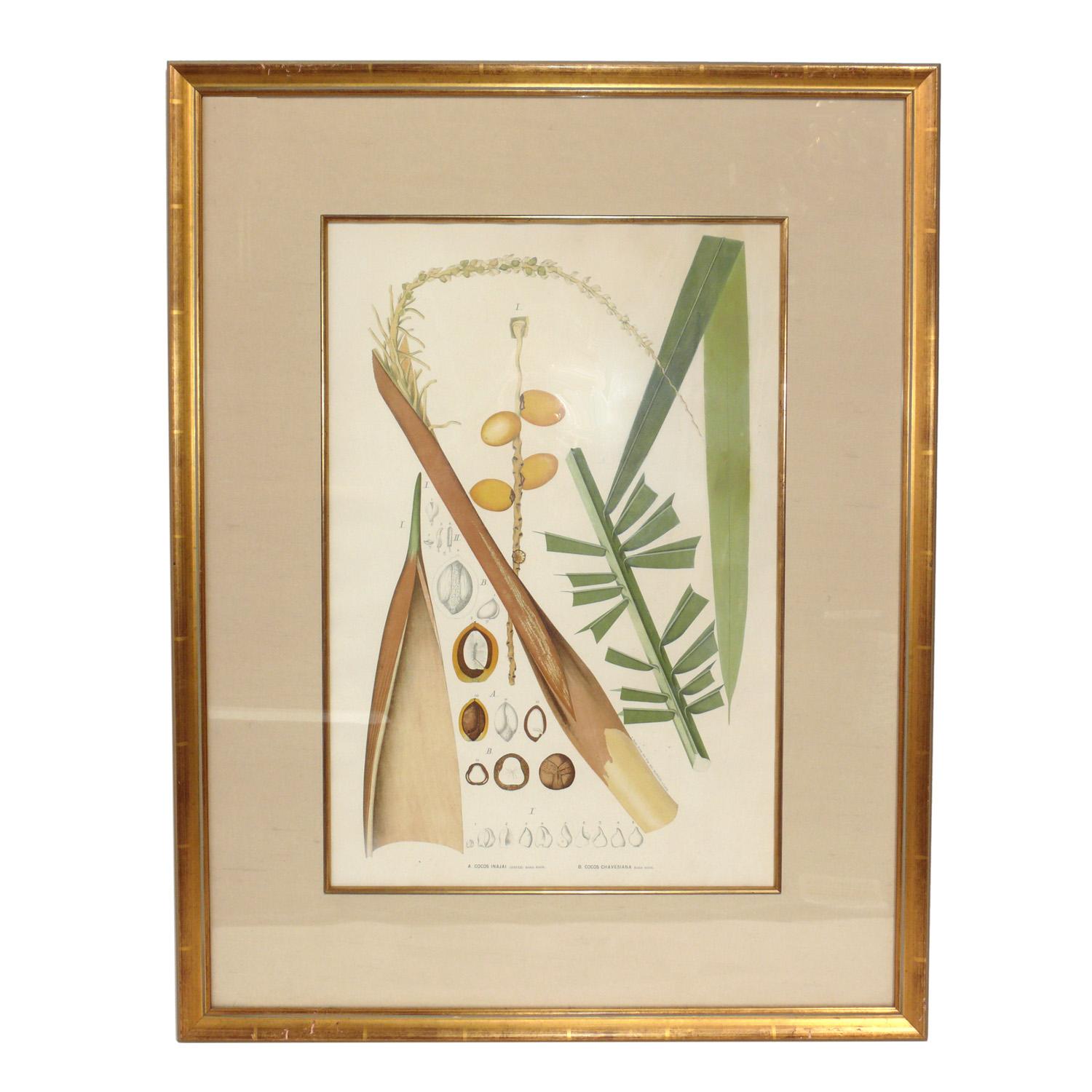 Gilt Group of 19th Century Botanical Palm Species Lithographs For Sale