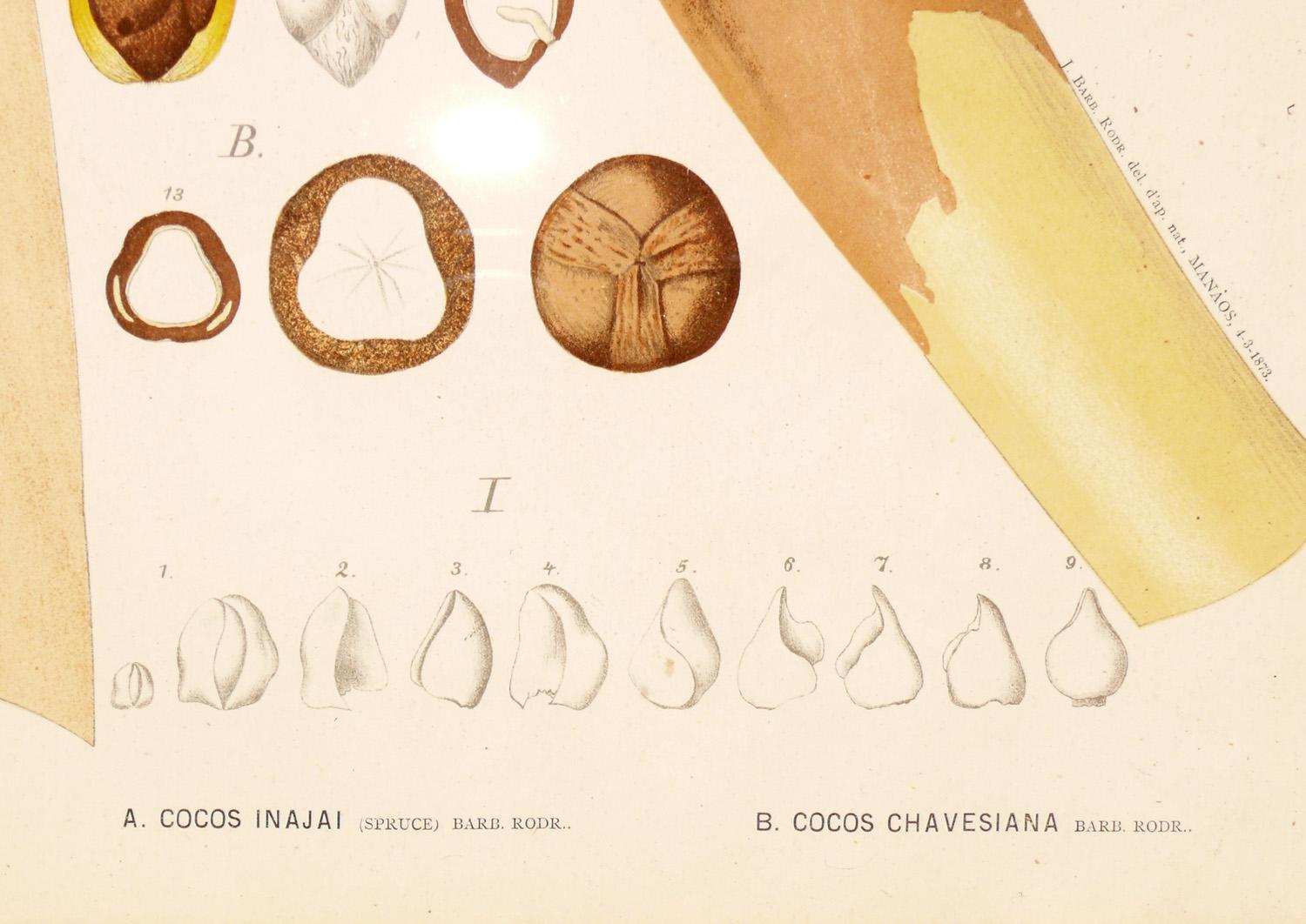 Lithographie von botanischen Palmenexemplaren aus dem 19. Jahrhundert im Zustand „Gut“ im Angebot in Atlanta, GA