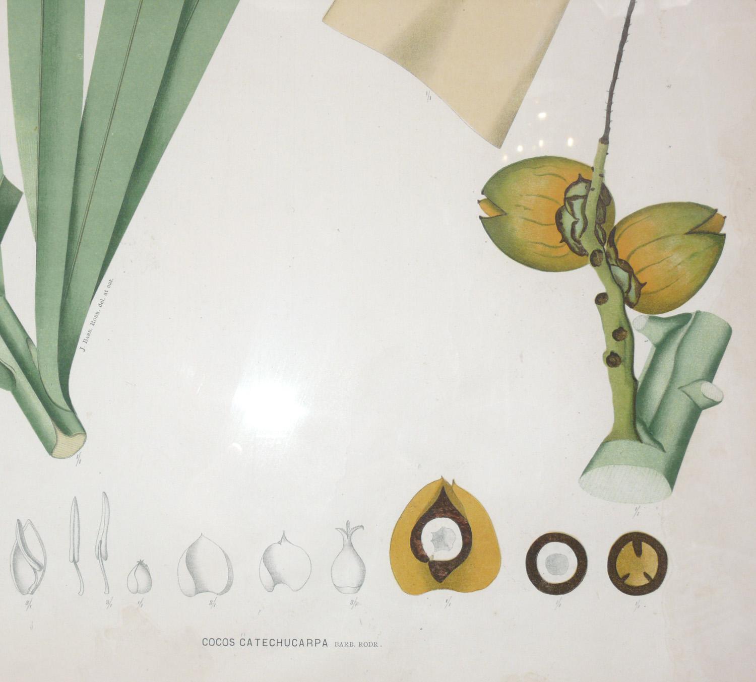 Glass Group of 19th Century Botanical Palm Species Lithographs For Sale
