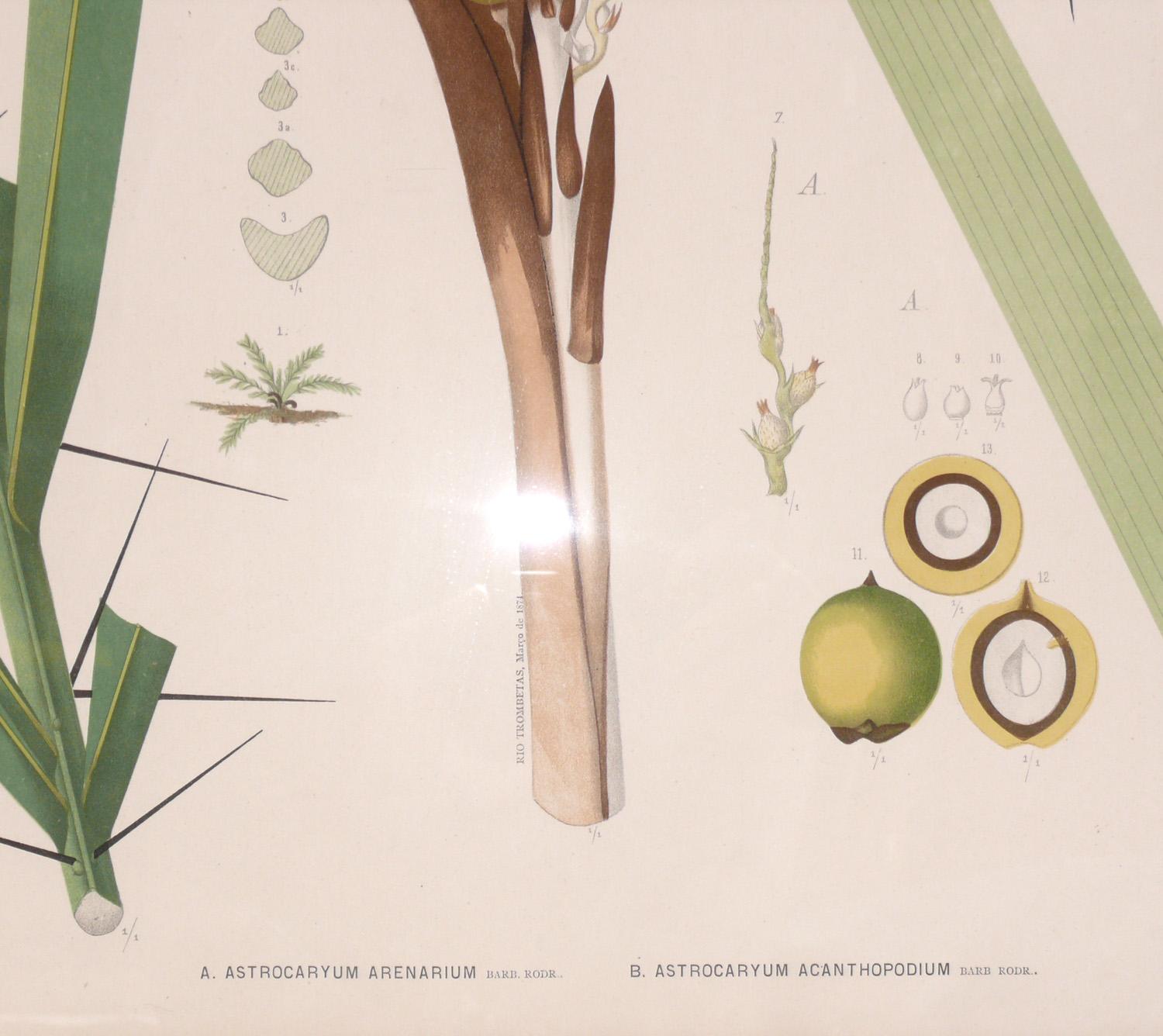 Verre Groupe de lithographies de spcimens de palmier botaniques du XIXe sicle en vente