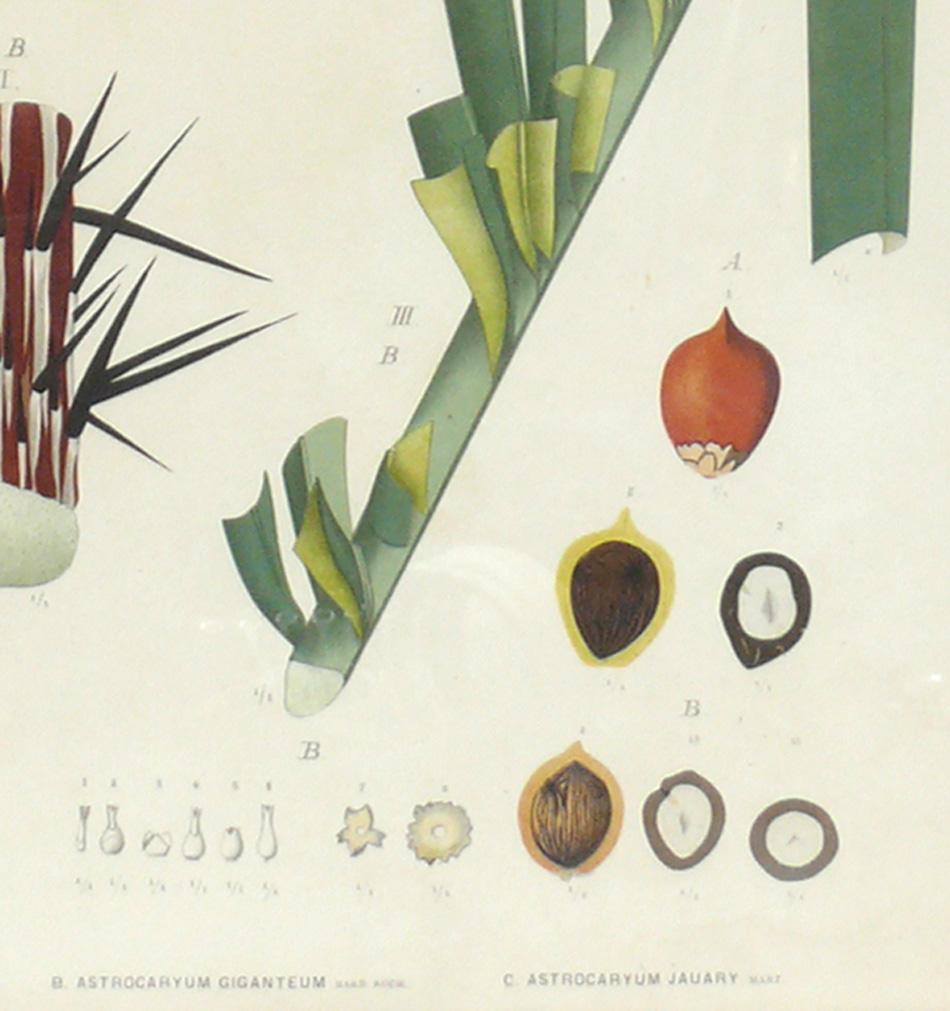 Group of 19th Century Botanical Palm Species Lithographs For Sale 2