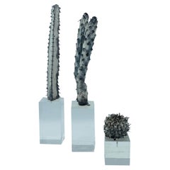 Groupe de 3 sculptures de cactus en argent sur socle en plexiglas, Italie, 1970