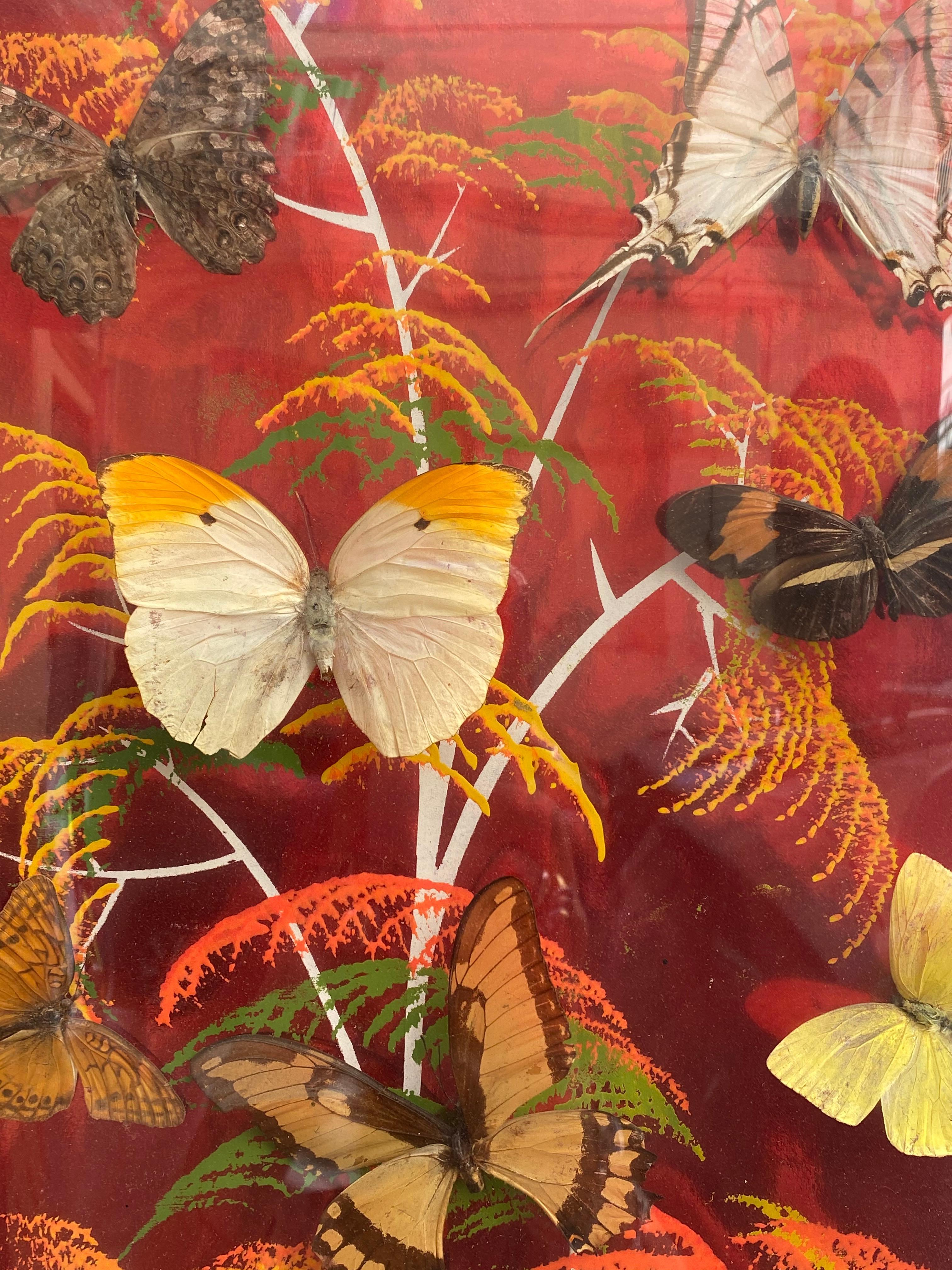 Group of 4 Collections of Brazilian Royal Butterflies in Taxidermy from the 70s 4