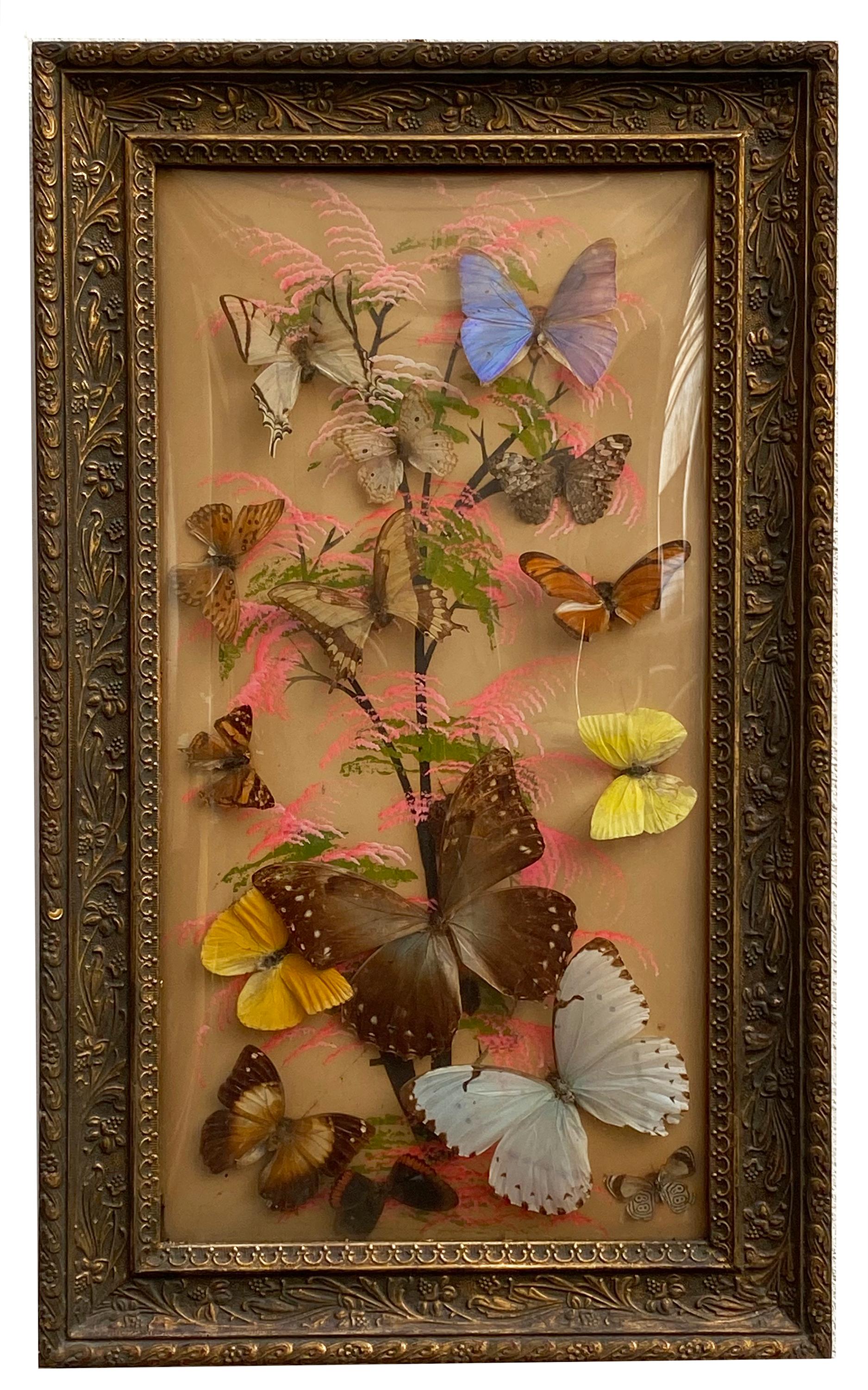 Group of 4 Collections of Brazilian Royal Butterflies in Taxidermy from the 70s 6