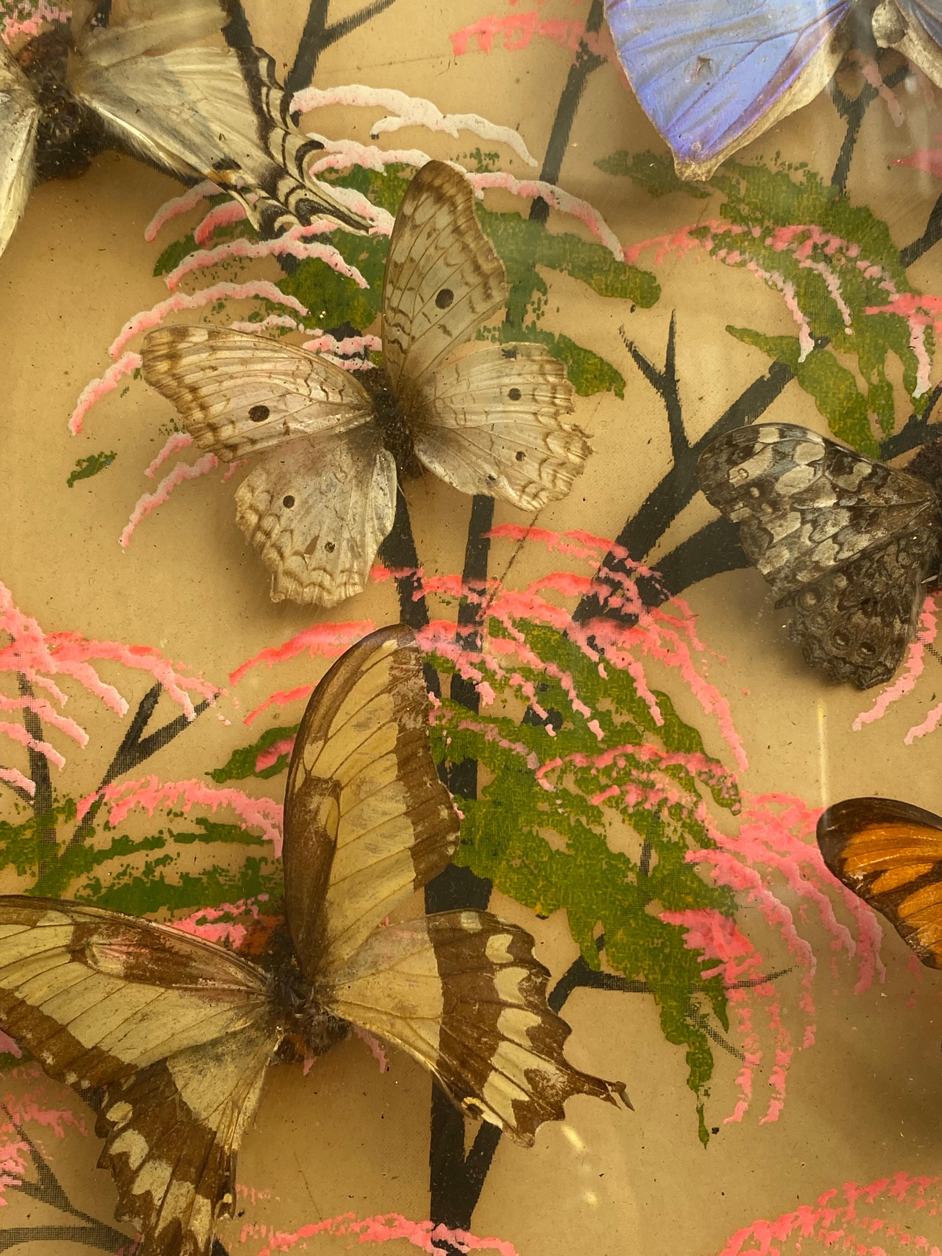 Group of 4 Collections of Brazilian Royal Butterflies in Taxidermy from the 70s 7