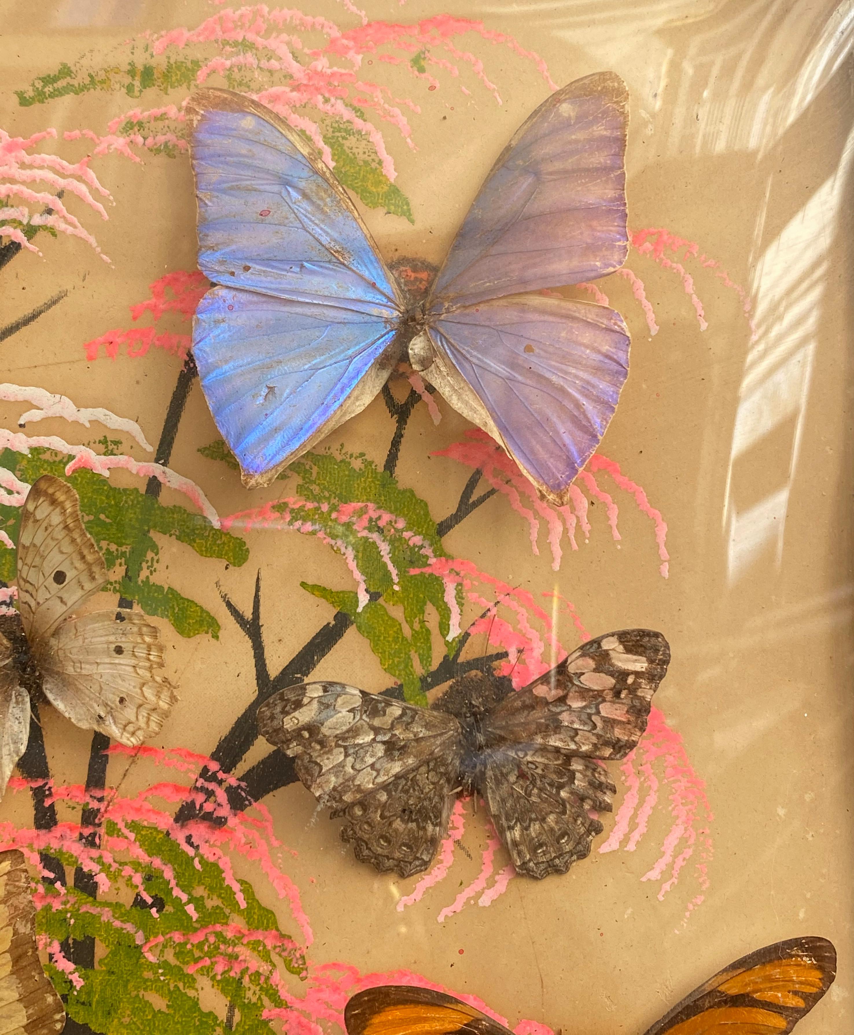 Group of 4 Collections of Brazilian Royal Butterflies in Taxidermy from the 70s 8