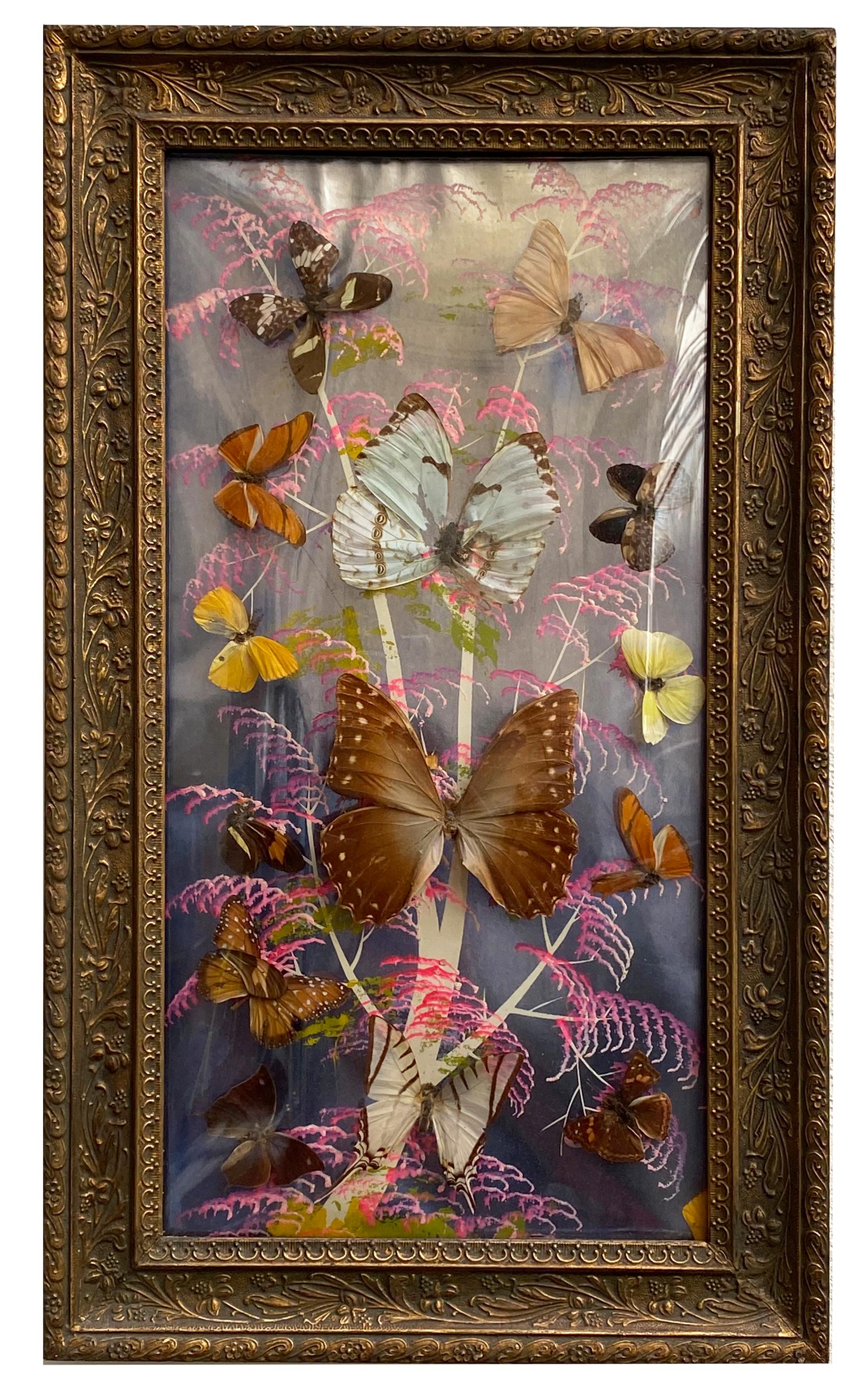 Group of 4 Collections of Brazilian Royal Butterflies in Taxidermy from the 70s 9