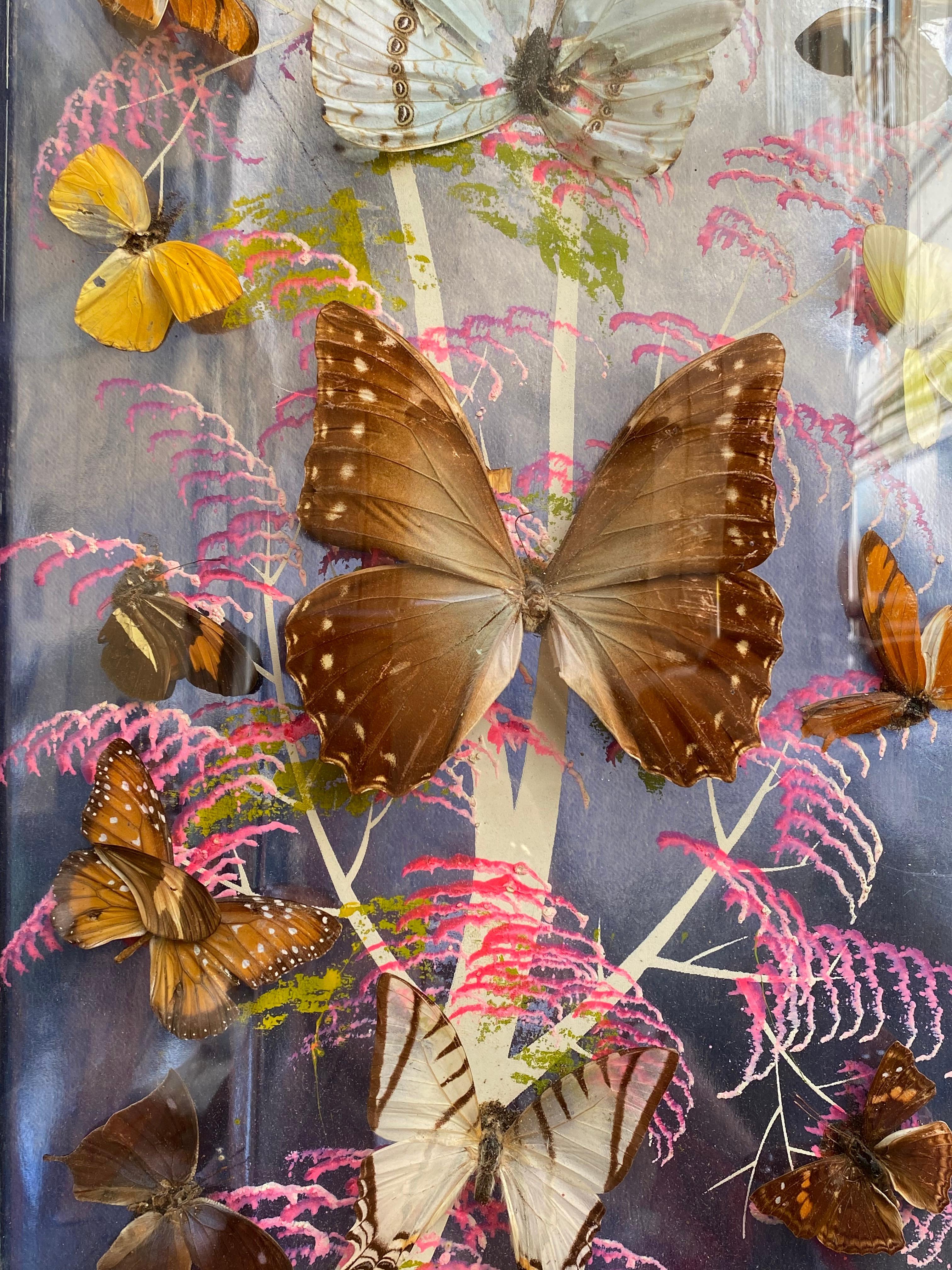 Group of 4 Collections of Brazilian Royal Butterflies in Taxidermy from the 70s 10