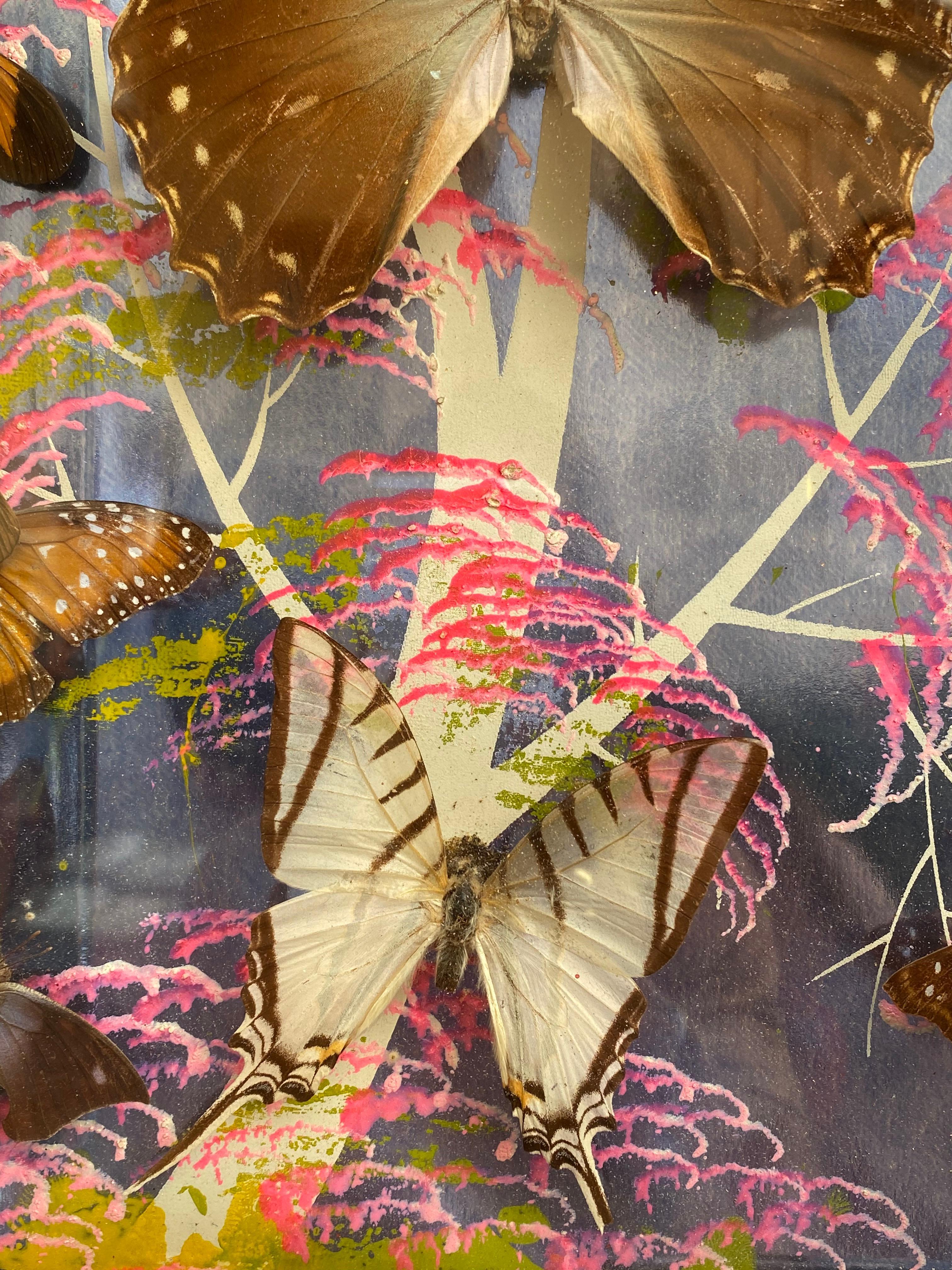Group of 4 Collections of Brazilian Royal Butterflies in Taxidermy from the 70s 12