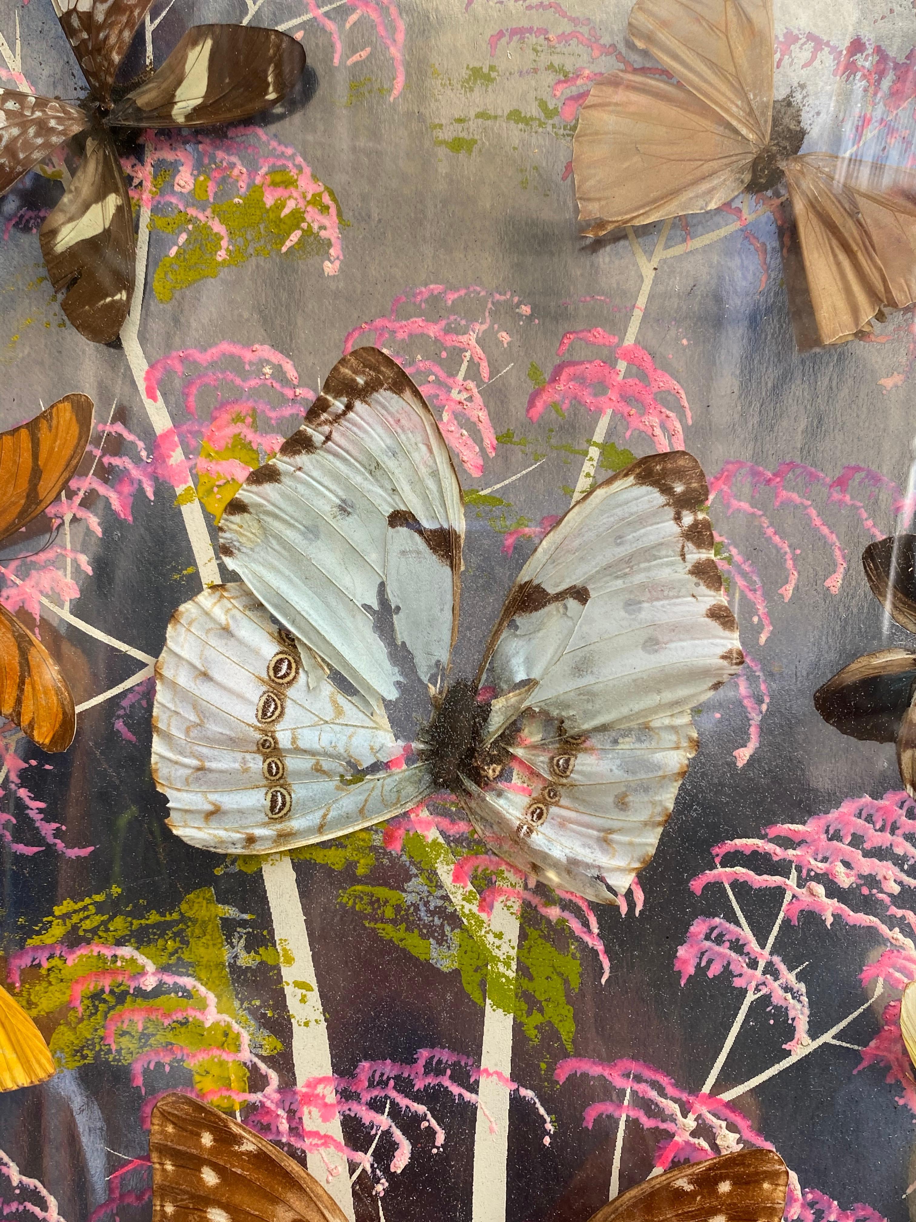 Group of 4 Collections of Brazilian Royal Butterflies in Taxidermy from the 70s 13