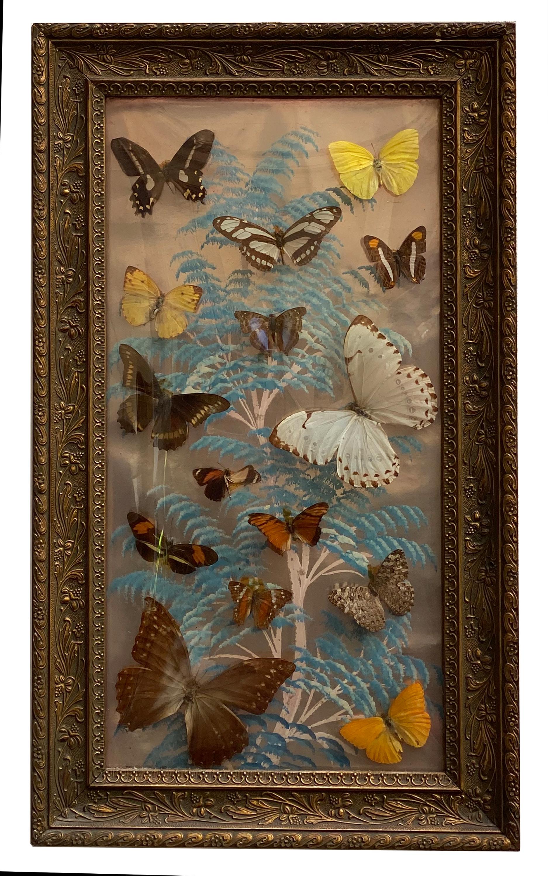 Collections of butterflies in box with glass front. The pieces were collected in Brazil. All specimens are mounted on pins. Please note age-related wear. Gilded wood frames.