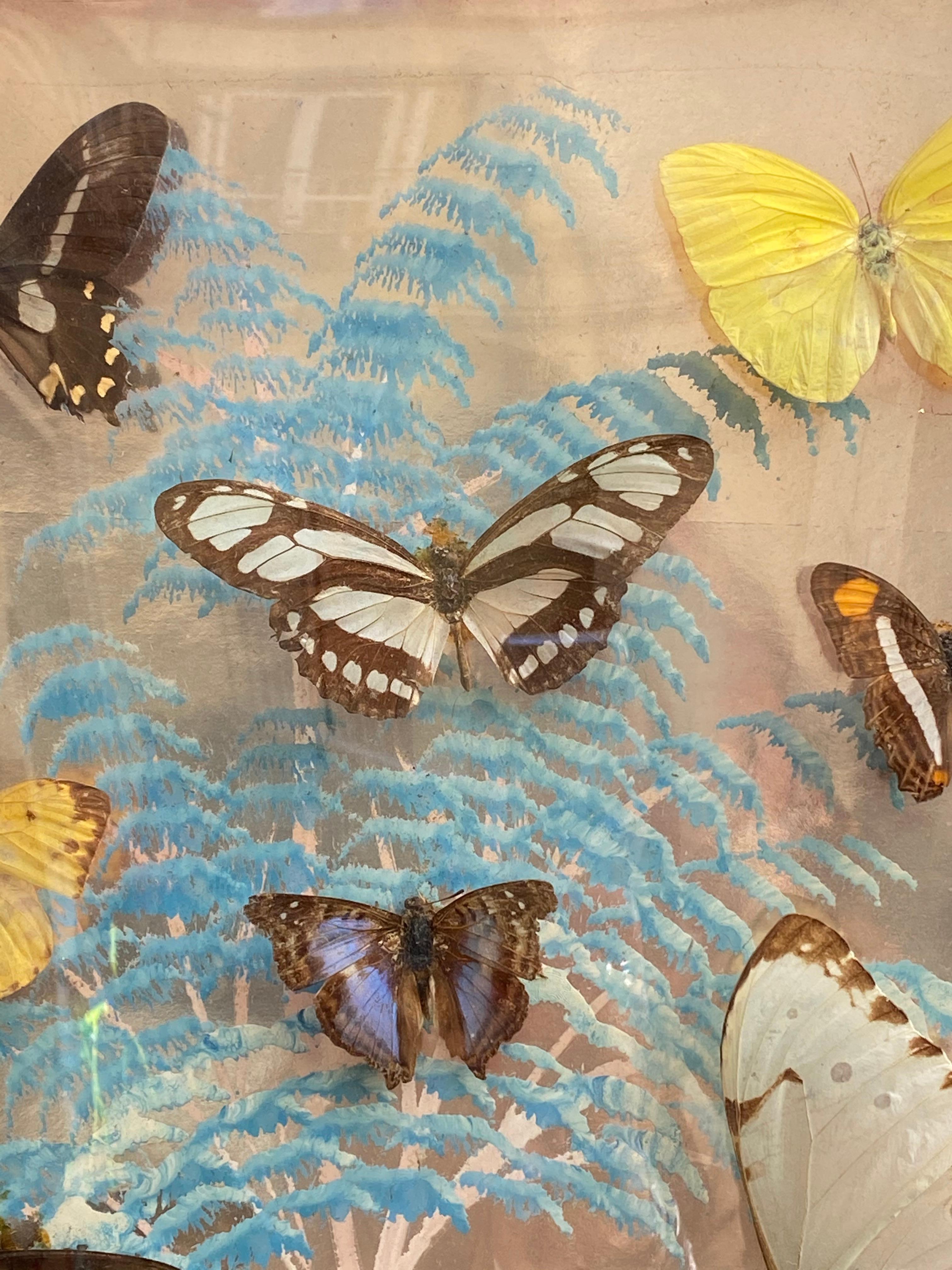 Mid-Century Modern Group of 4 Collections of Brazilian Royal Butterflies in Taxidermy from the 70s