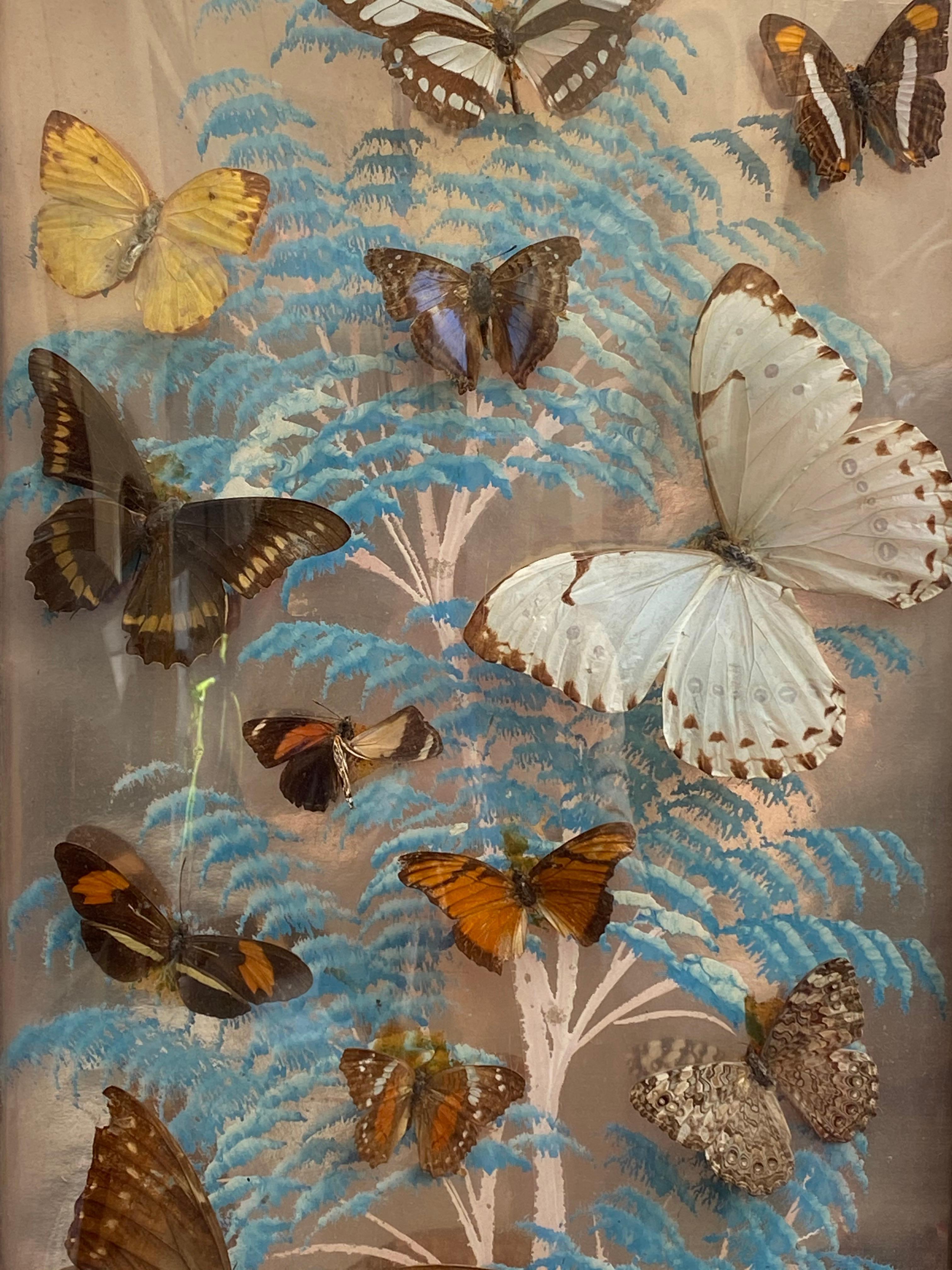 Group of 4 Collections of Brazilian Royal Butterflies in Taxidermy from the 70s In Good Condition In Naples, IT