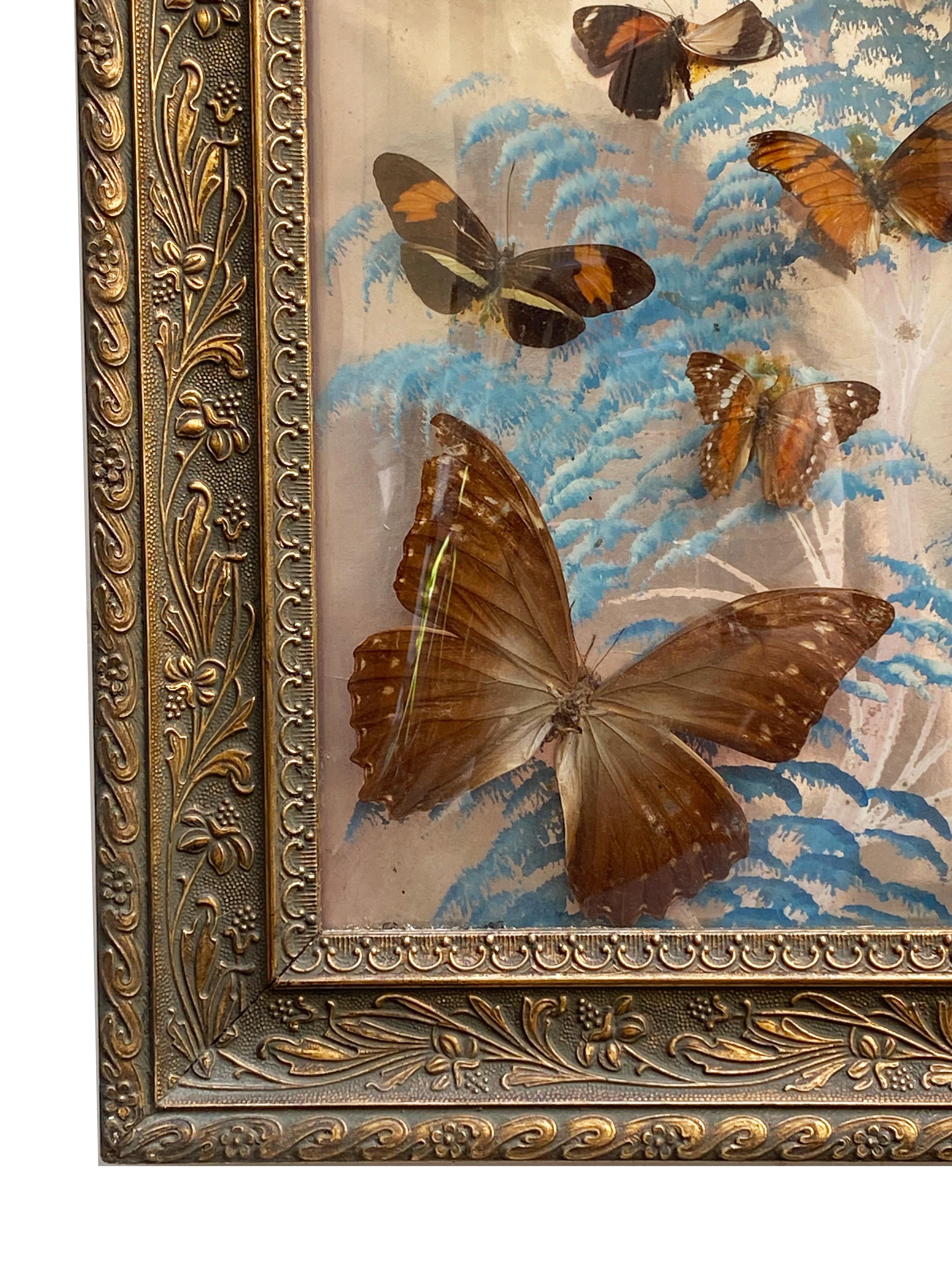 Glass Group of 4 Collections of Brazilian Royal Butterflies in Taxidermy from the 70s