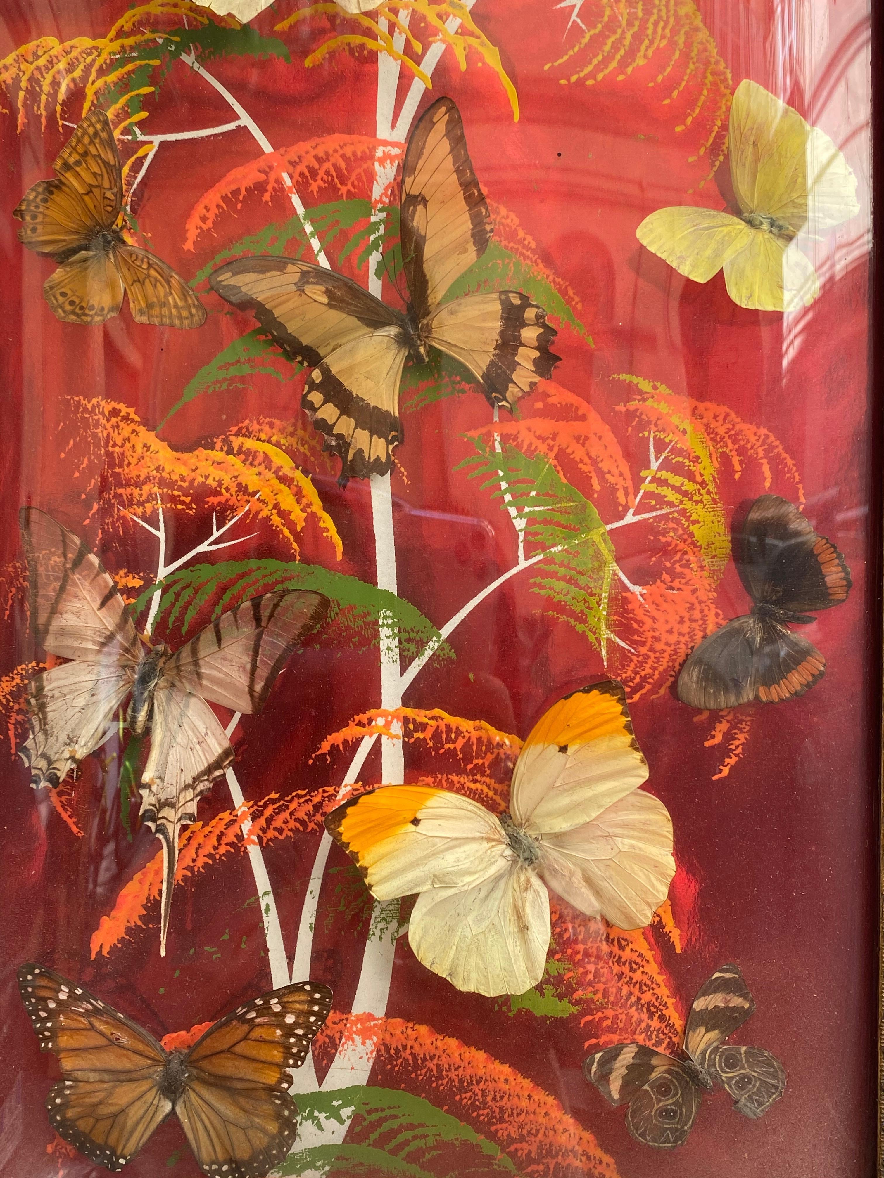 Group of 4 Collections of Brazilian Royal Butterflies in Taxidermy from the 70s 3