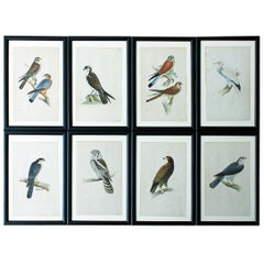 Antique Group of Eight Mid-19th Century Hand-Colored Engravings of British Birds