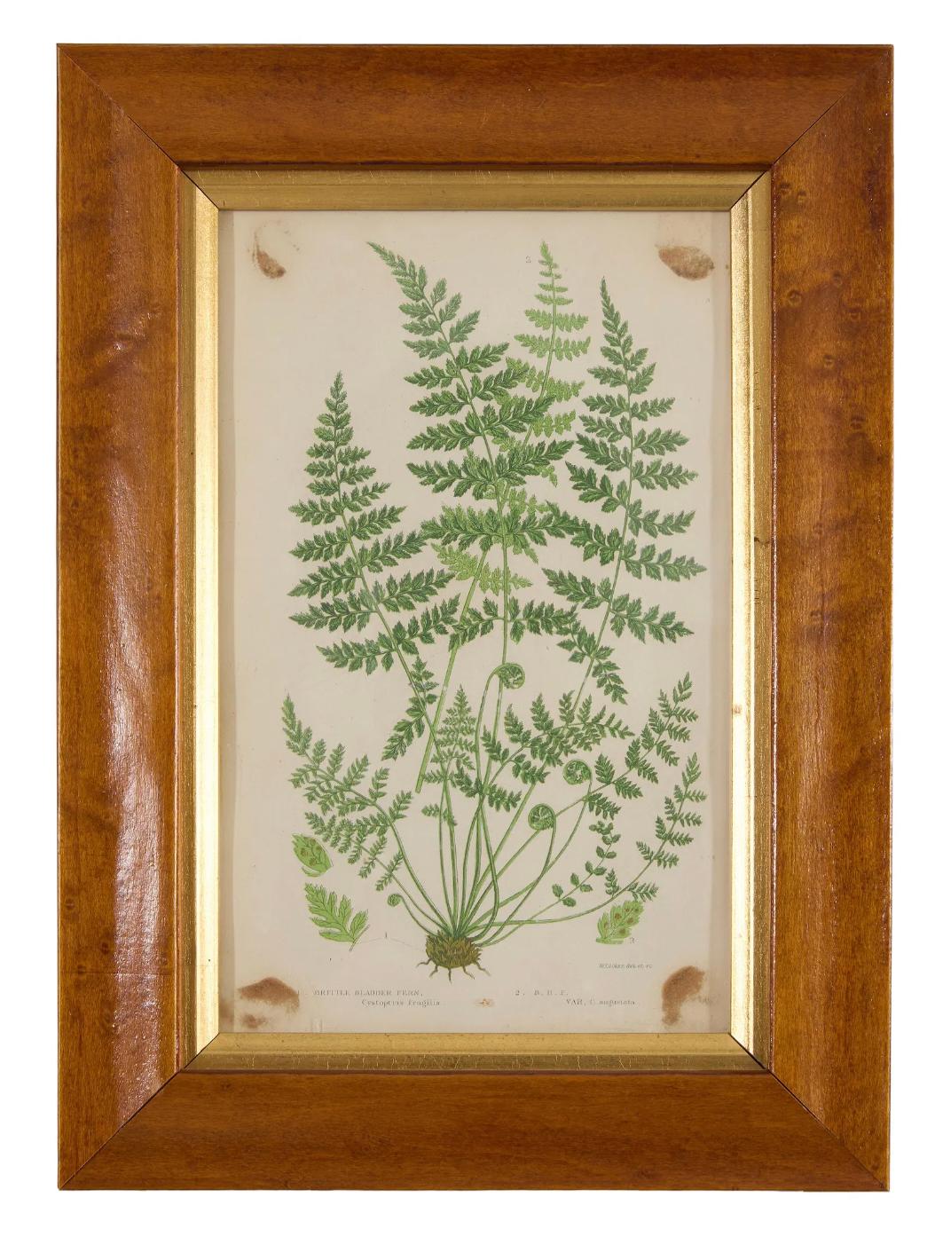 Un hermoso conjunto de cuatro litografías botánicas antiguas de la célebre naturalista e ilustradora del siglo XIX Anne Pratt (1806-1893), famosa por hacer la botánica accesible y visualmente cautivadora para el público victoriano. Estos grabados