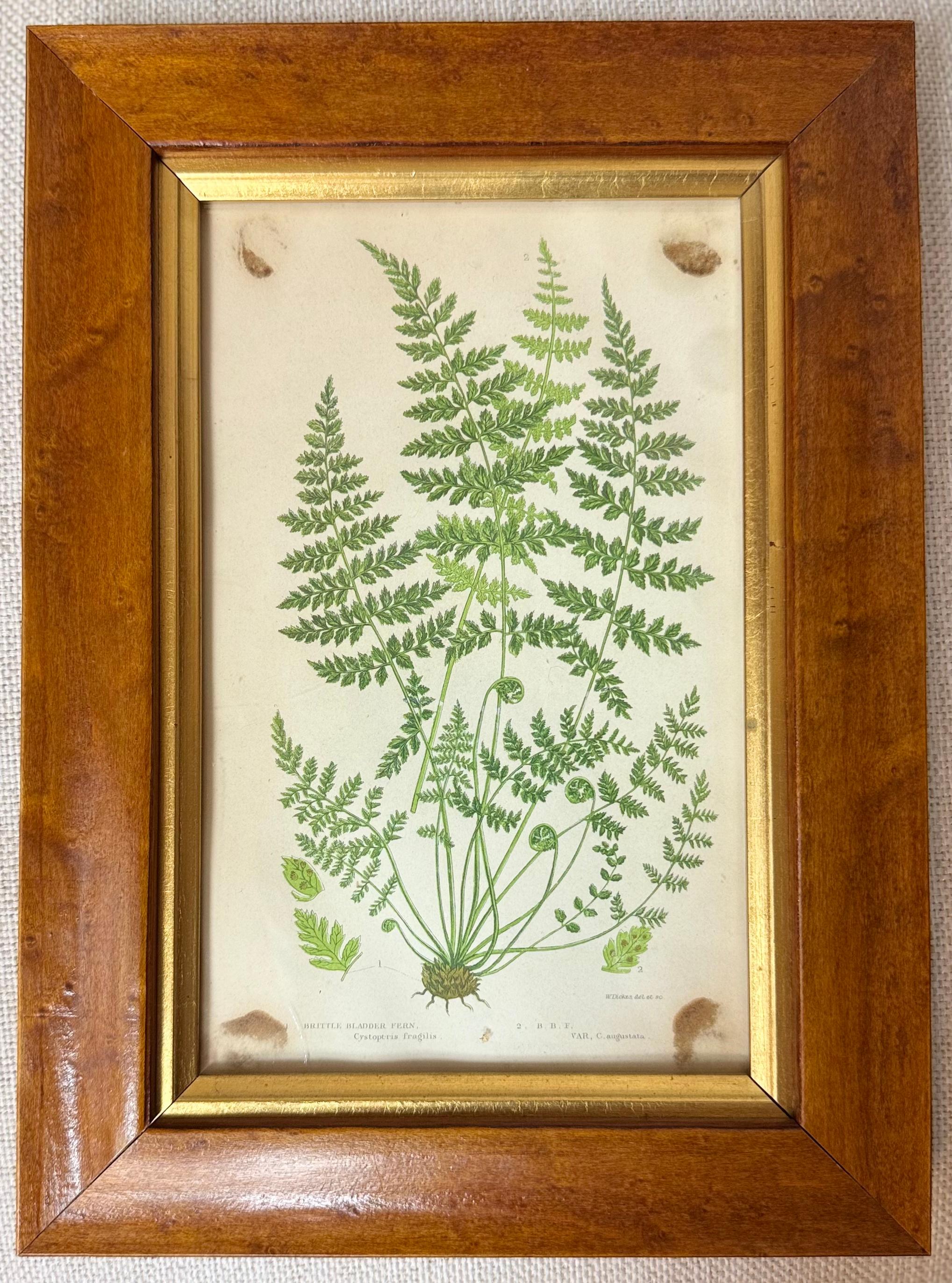 Grupo de helechos de Anne Pratt Madera en venta