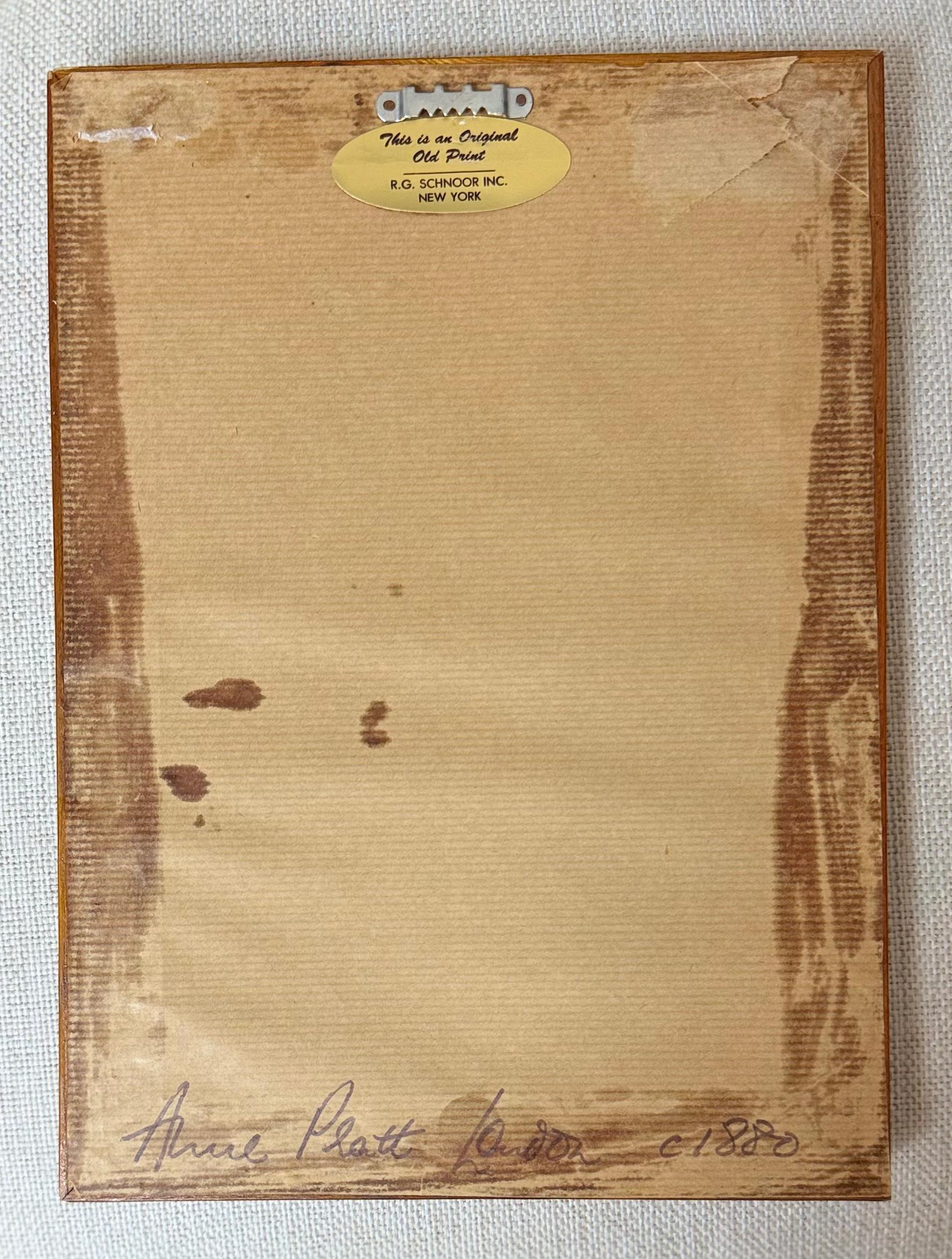 Grupo de helechos de Anne Pratt en venta 2