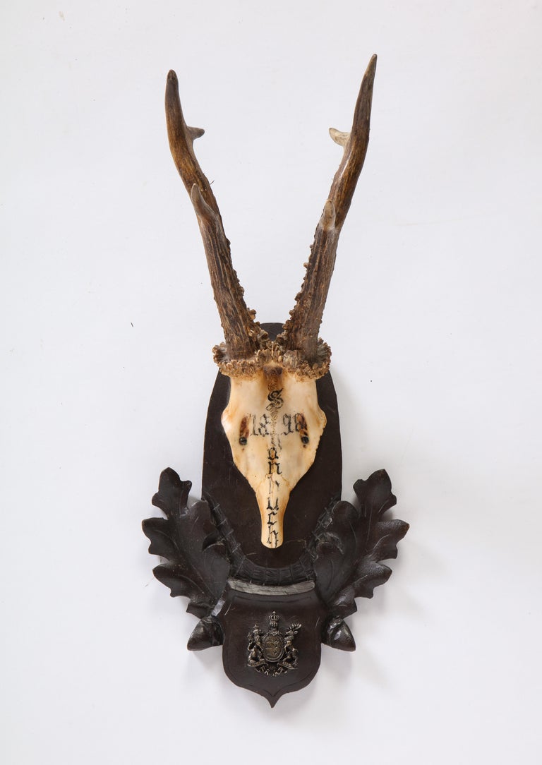 Group of Fifteen Swiss 'Black Forest' Antler Trophy Mounts, 20th