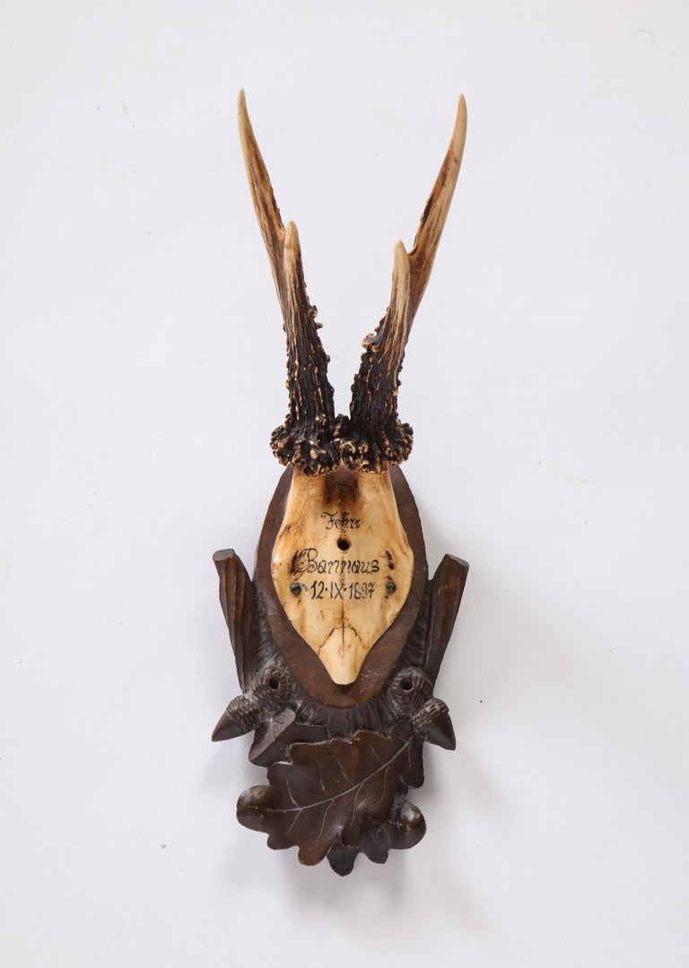 Group of Fifteen Swiss 'Black Forest' Antler Trophy Mounts, 20th