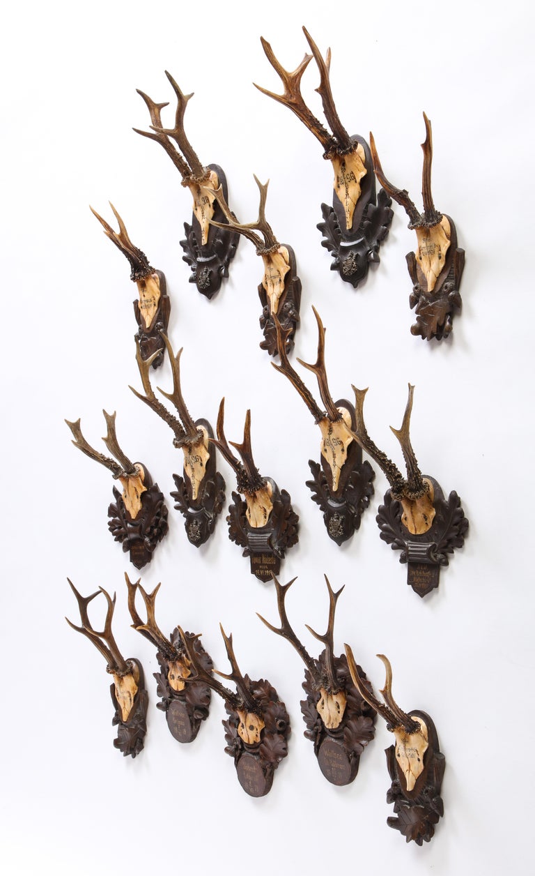 Group of Fifteen Swiss 'Black Forest' Antler Trophy Mounts, 20th