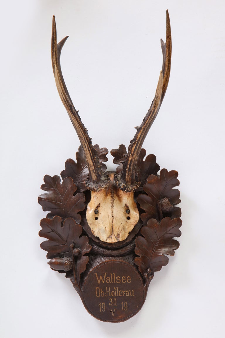 Group of Fifteen Swiss 'Black Forest' Antler Trophy Mounts, 20th