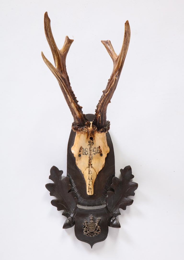 Group of Fifteen Swiss 'Black Forest' Antler Trophy Mounts, 20th