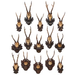 Group of Fifteen Swiss 'Black Forest' Antler Trophy Mounts, 20th Century