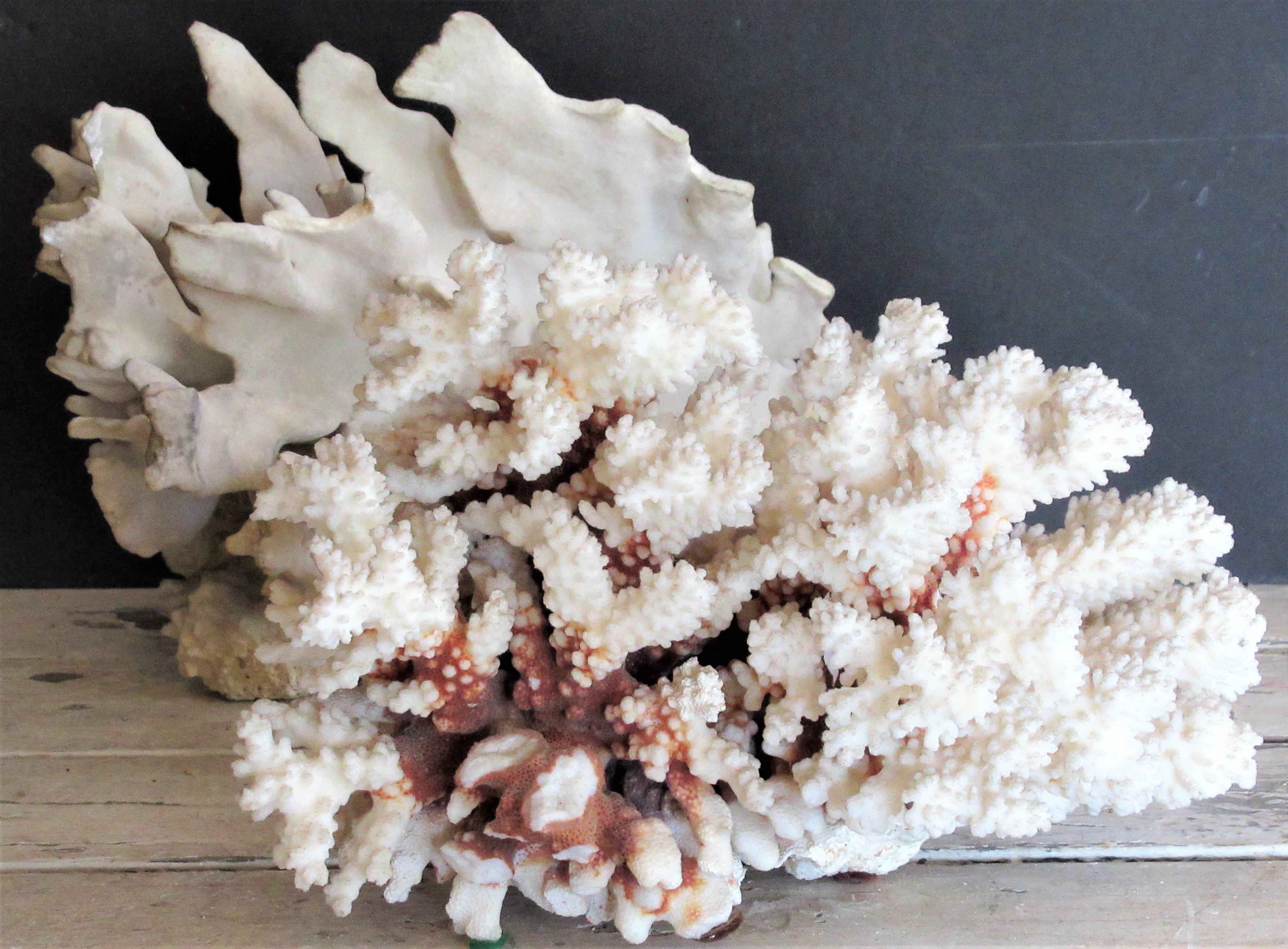 Group of Five Antique Coral Specimens 11