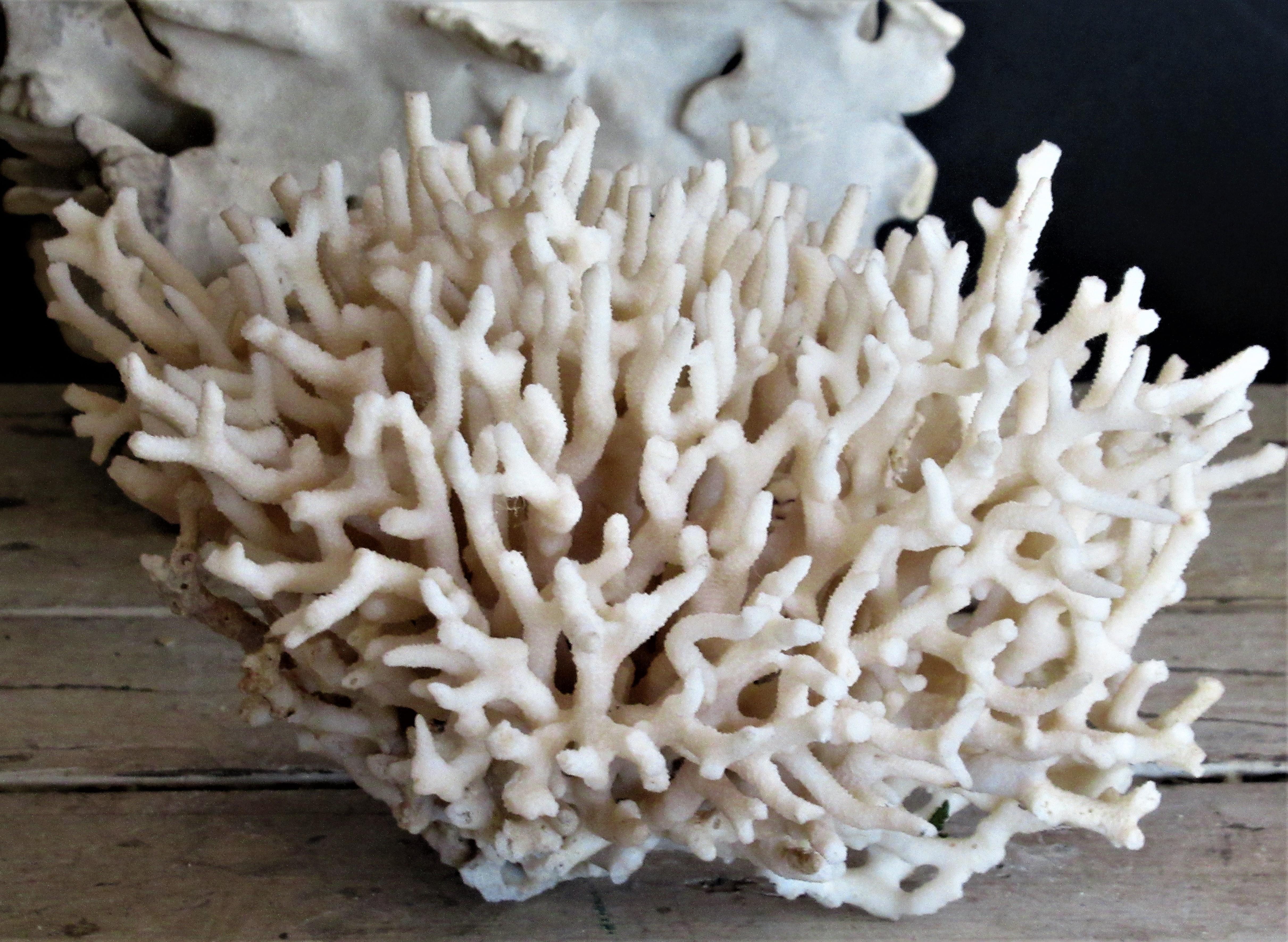 Group of Five Antique Coral Specimens 12