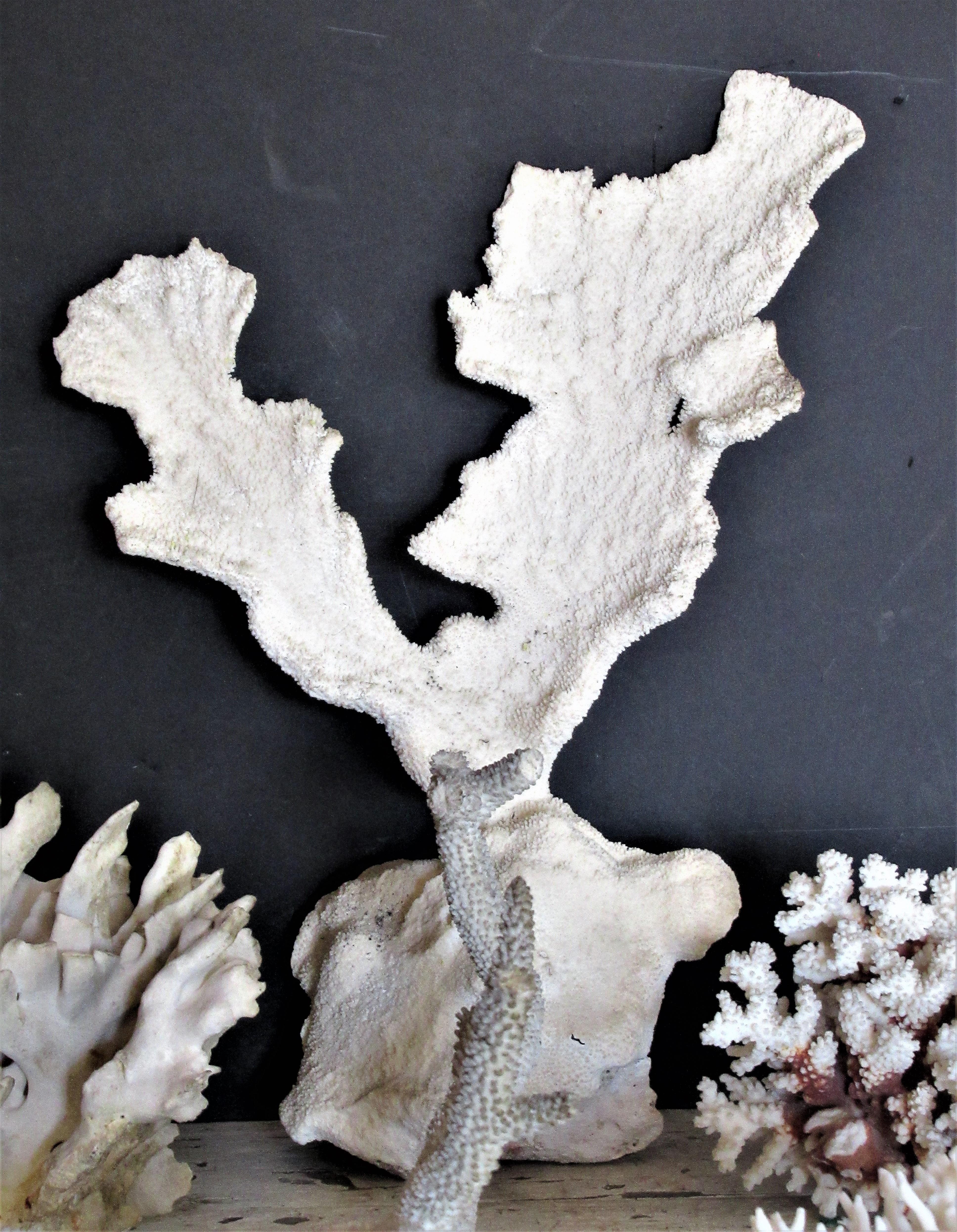 A group of five beautiful antique coral specimens from an old western NY estate collection - measurements are as - picture 4 - 21