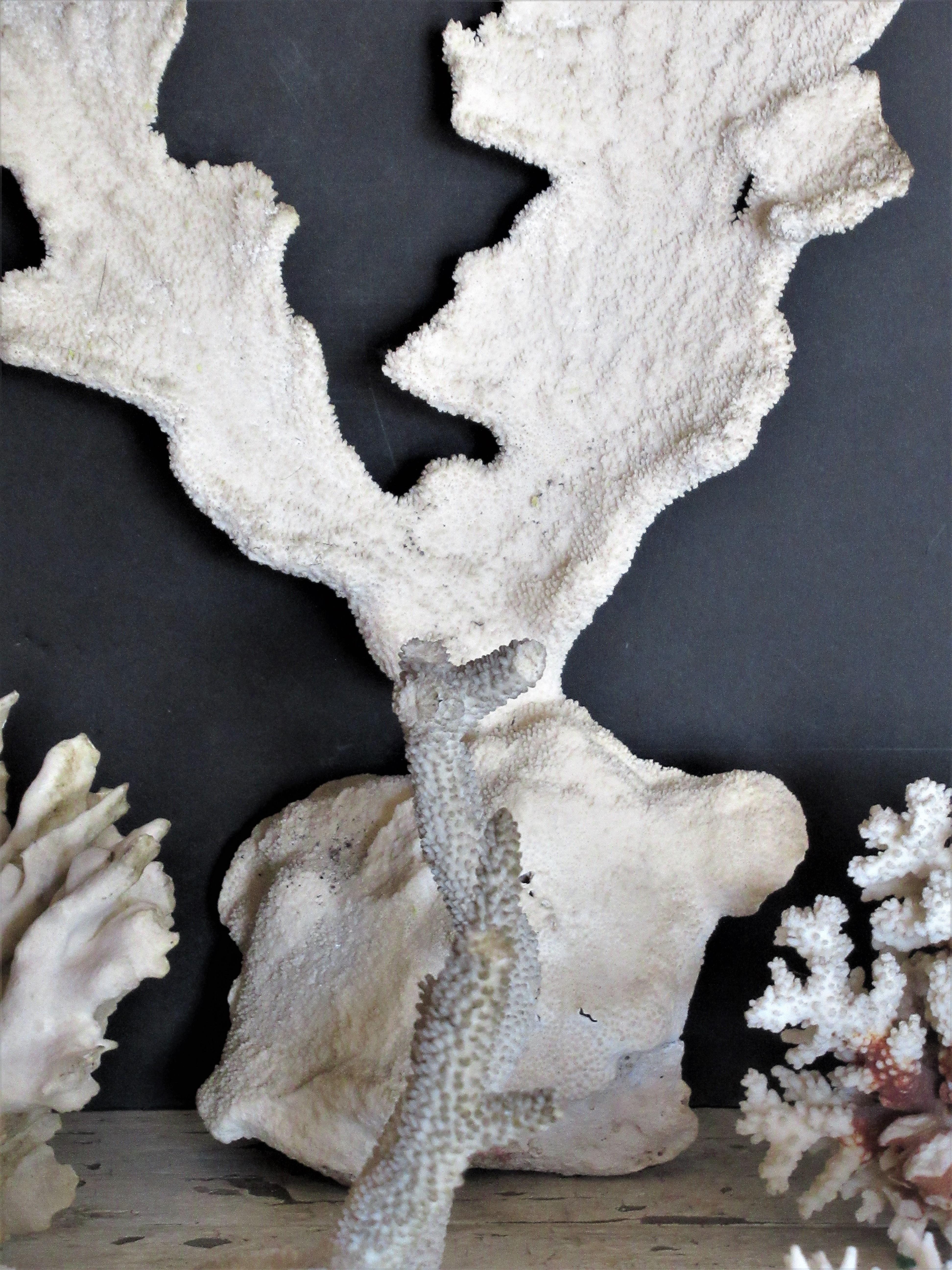 Group of Five Antique Coral Specimens In Good Condition In Rochester, NY