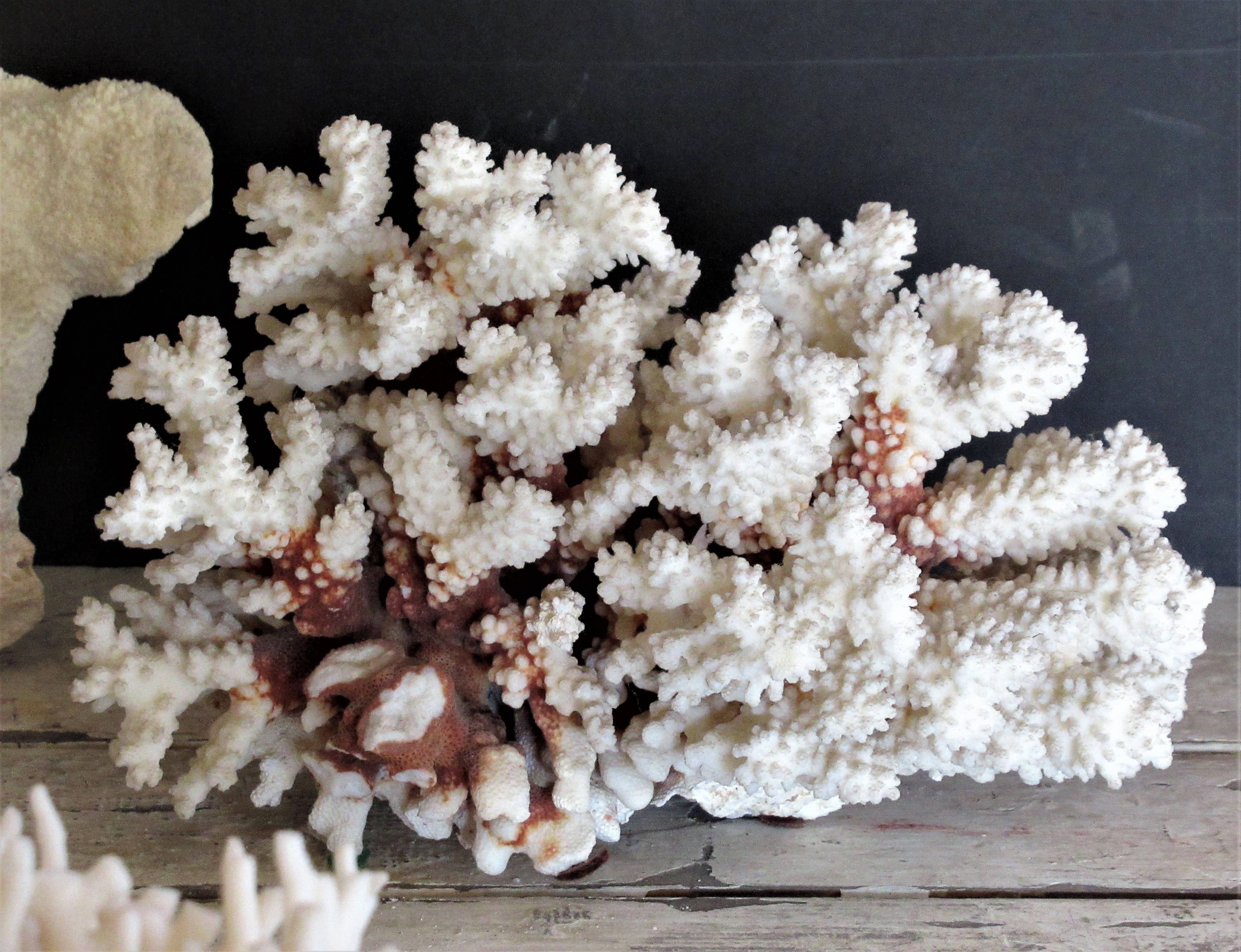 Group of Five Antique Coral Specimens 2