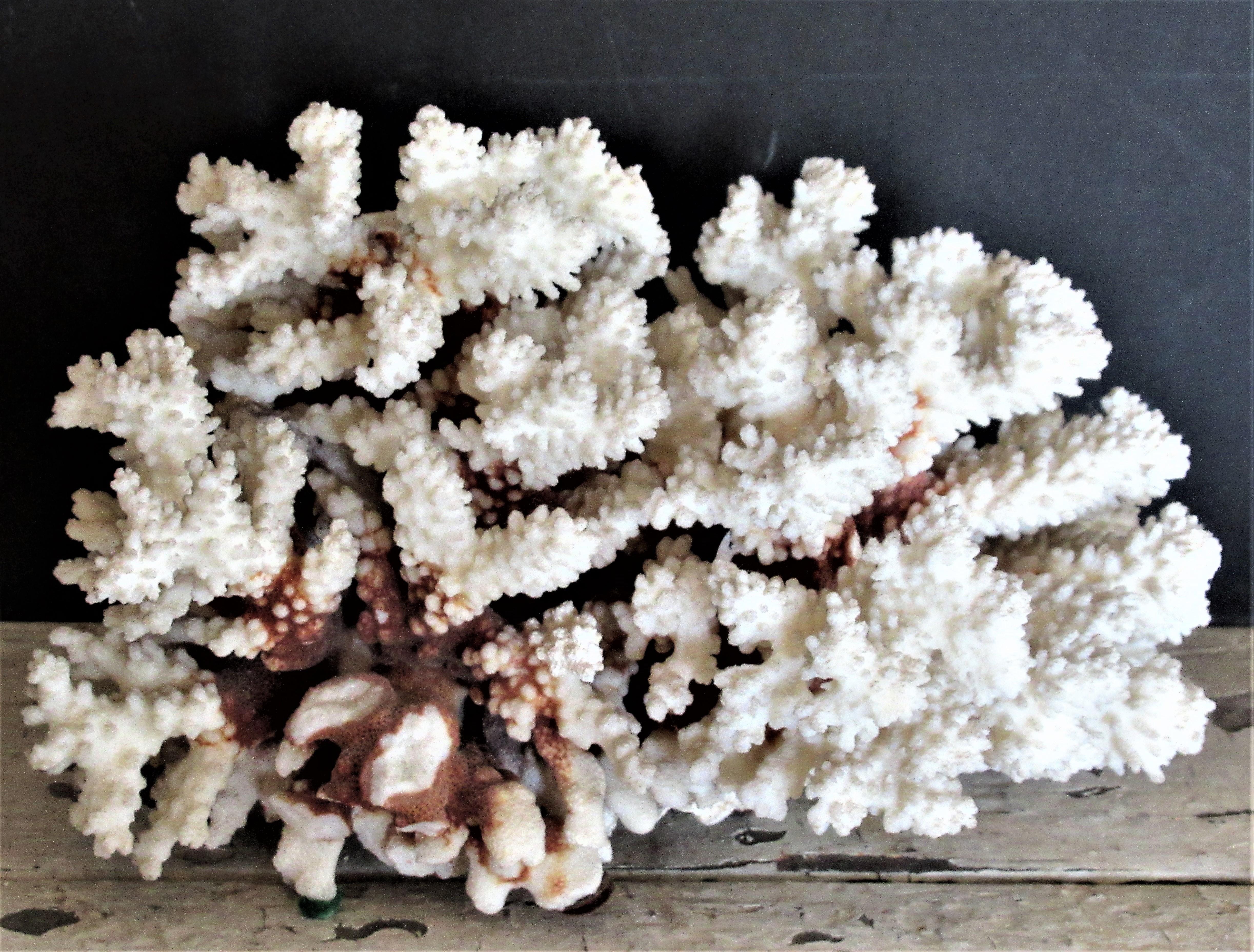 Group of Five Antique Coral Specimens 3