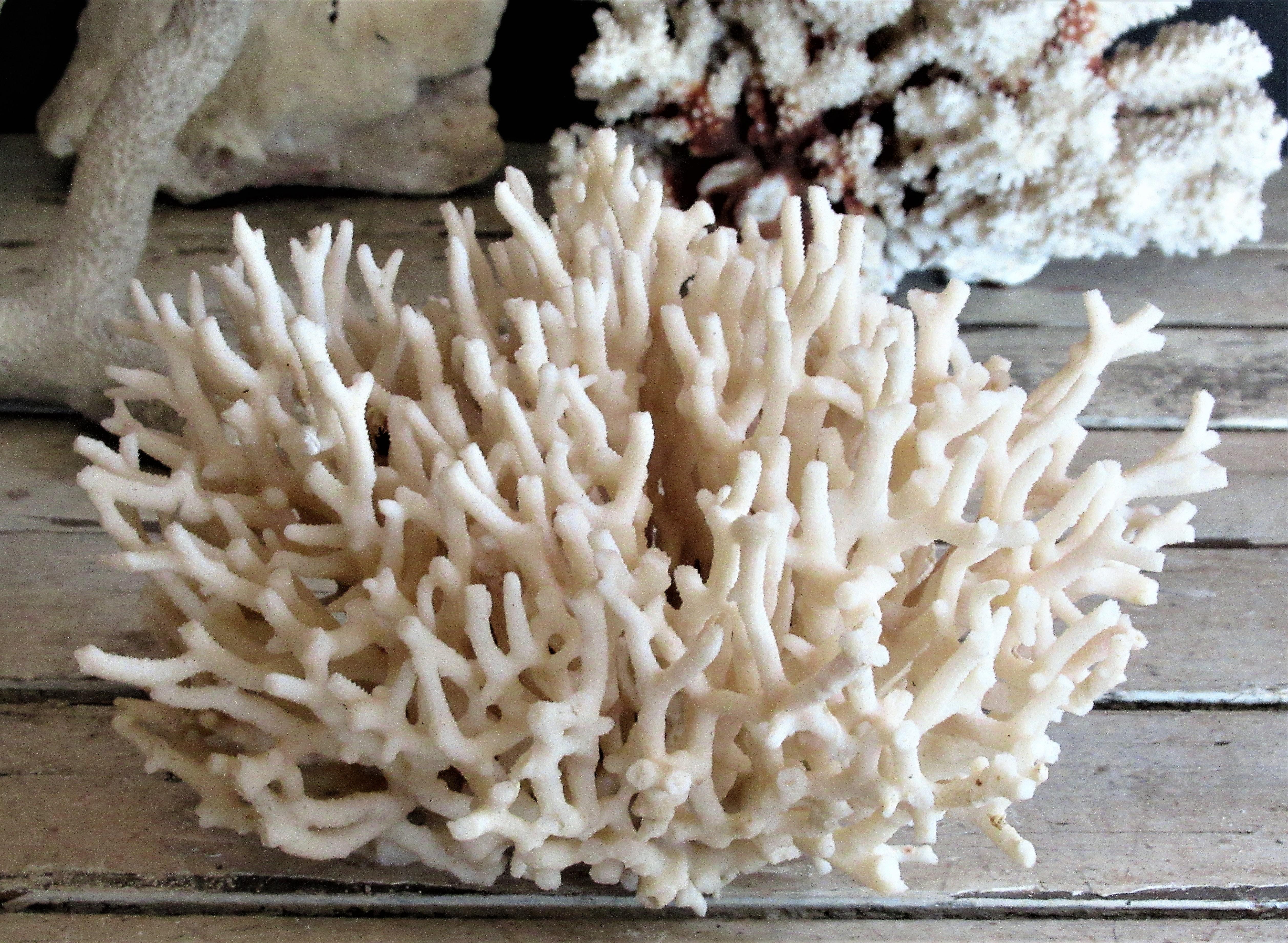 Group of Five Antique Coral Specimens 4