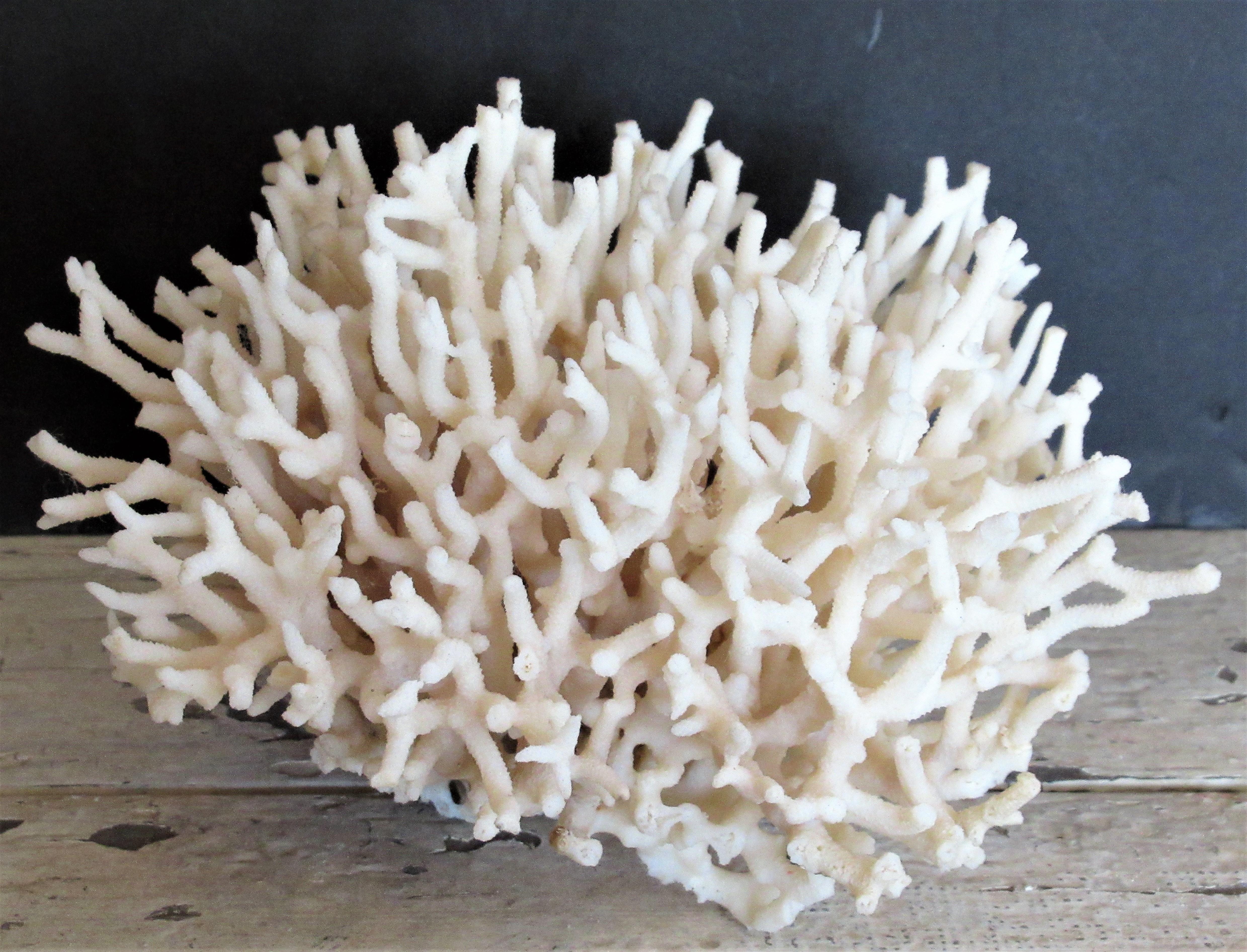 Group of Five Antique Coral Specimens 5