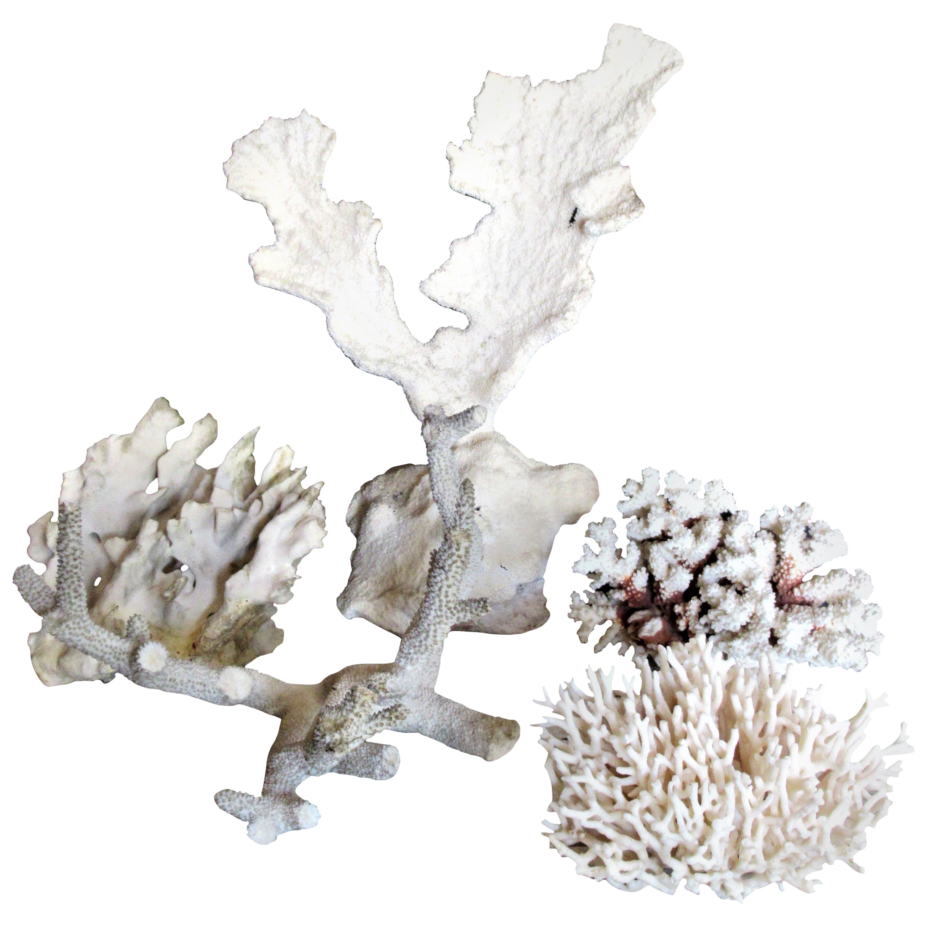 Group of Five Antique Coral Specimens