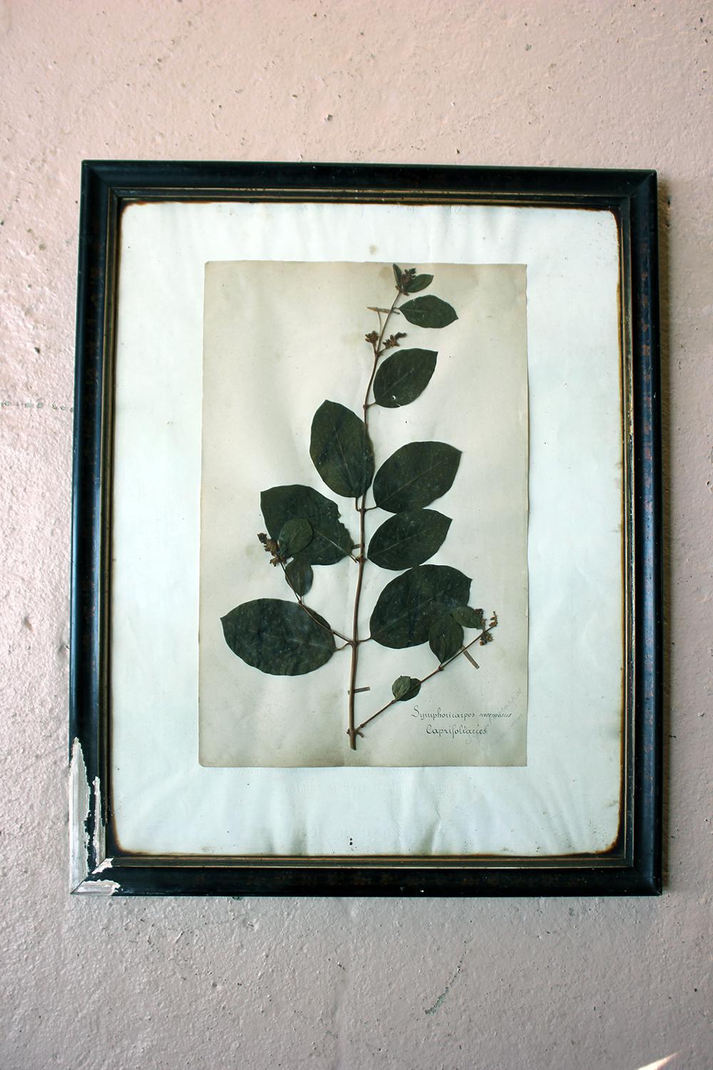 Group of Five-Framed French Collected Wild Flower Botanical Specimens 9