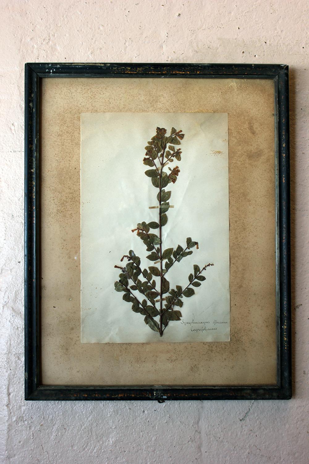 Group of Five-Framed French Collected Wild Flower Botanical Specimens 10