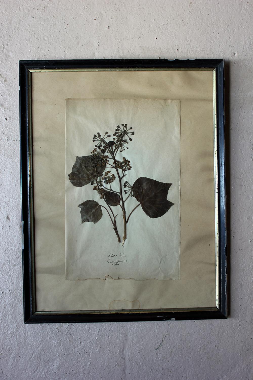 Group of Five-Framed French Collected Wild Flower Botanical Specimens 11