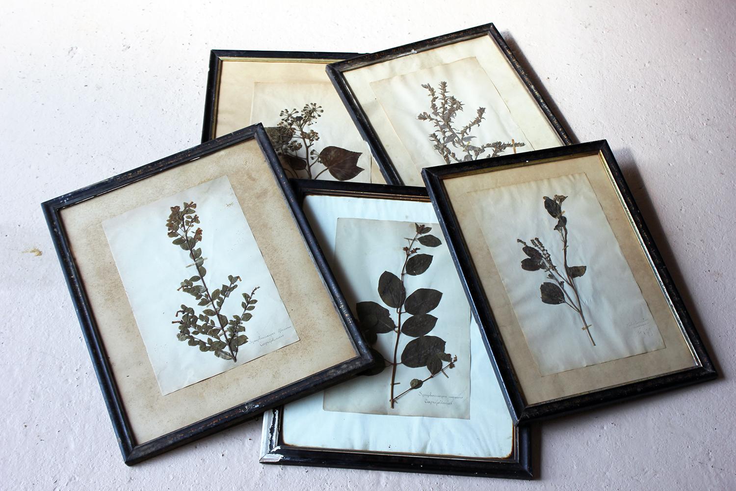 Group of Five-Framed French Collected Wild Flower Botanical Specimens 12