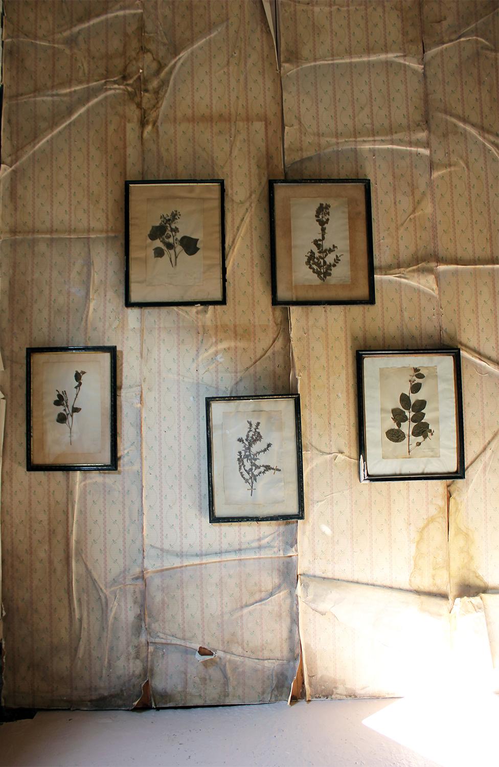 Group of Five-Framed French Collected Wild Flower Botanical Specimens 13