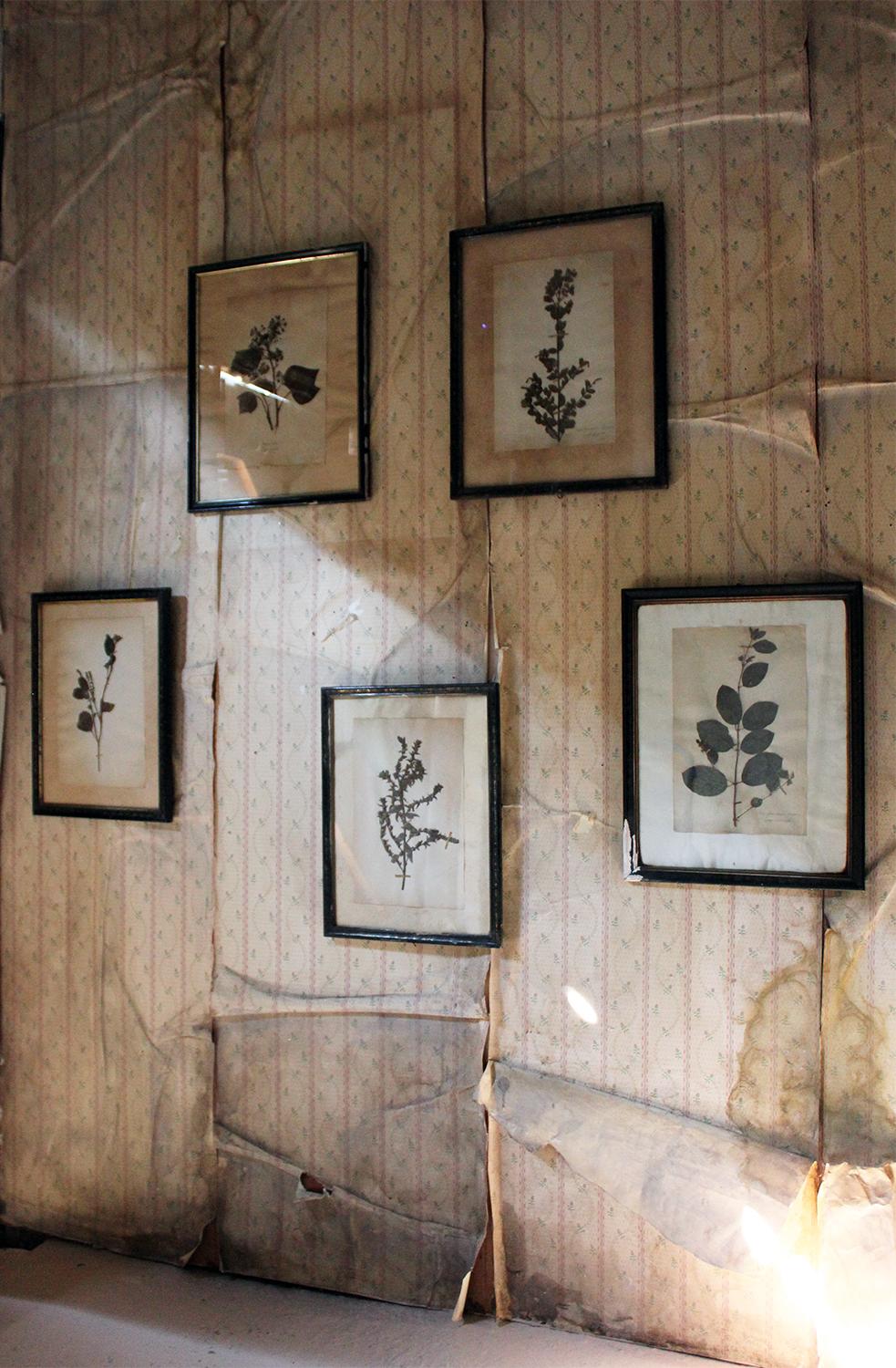 Group of Five-Framed French Collected Wild Flower Botanical Specimens 14