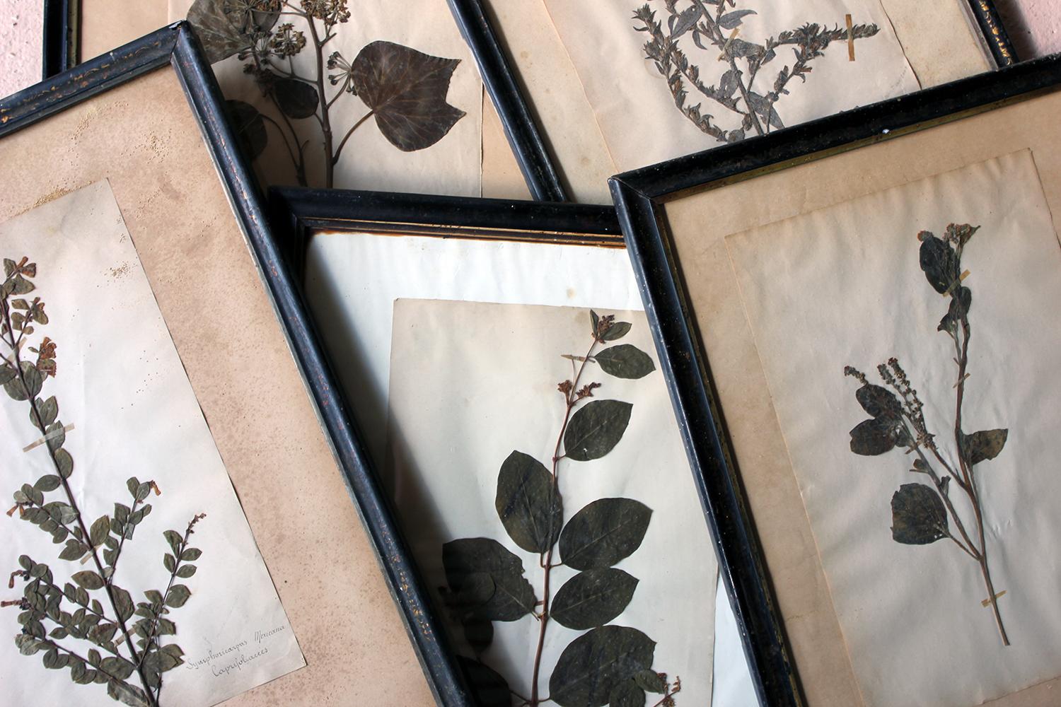 The beautifully faded collection of five wildflower botanical specimens, collected in the latter stages of the nineteenth century, residing in their original ebonized glazed frames, some being gilt decorated, with newspaper backings, surviving from