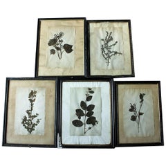 Group of Five-Framed French Collected Wild Flower Botanical Specimens