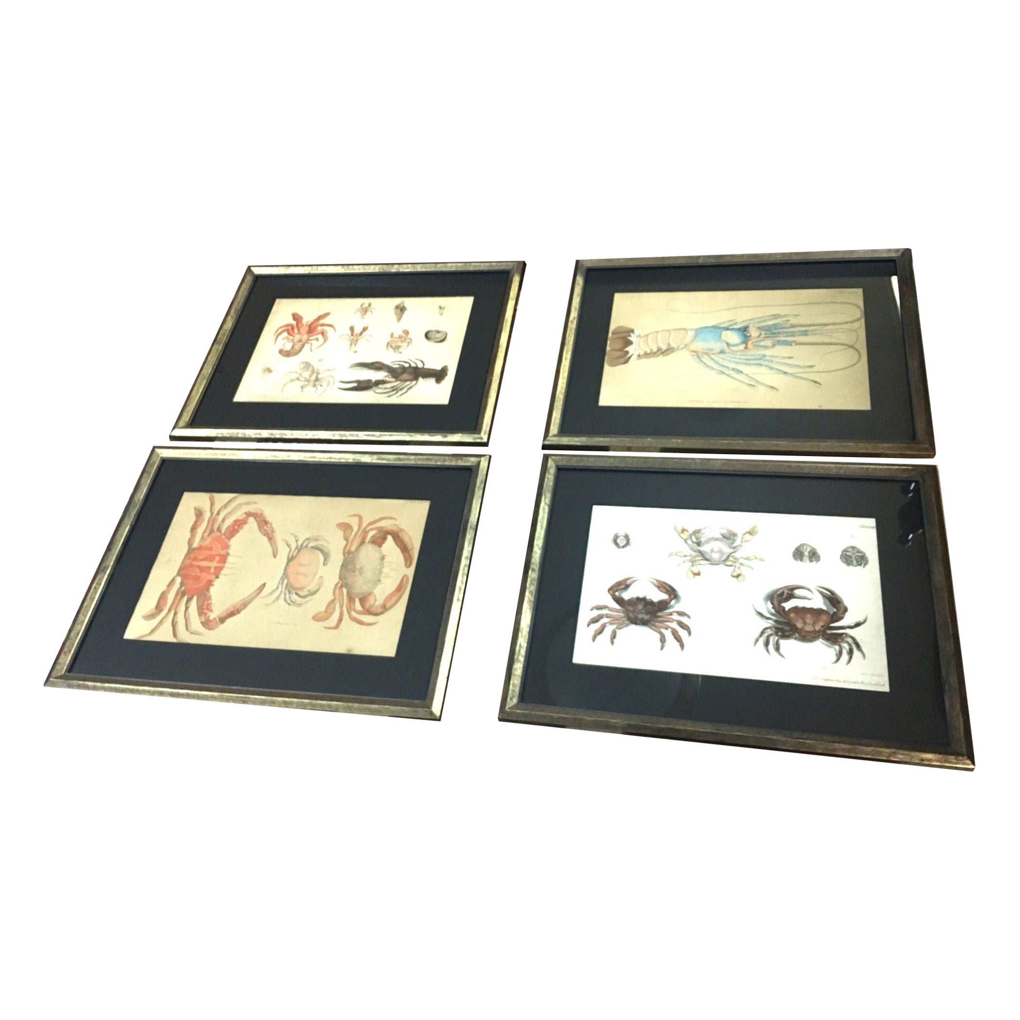 Group of Four Crustaceans Studies 1793 by F.D. Heidenreich