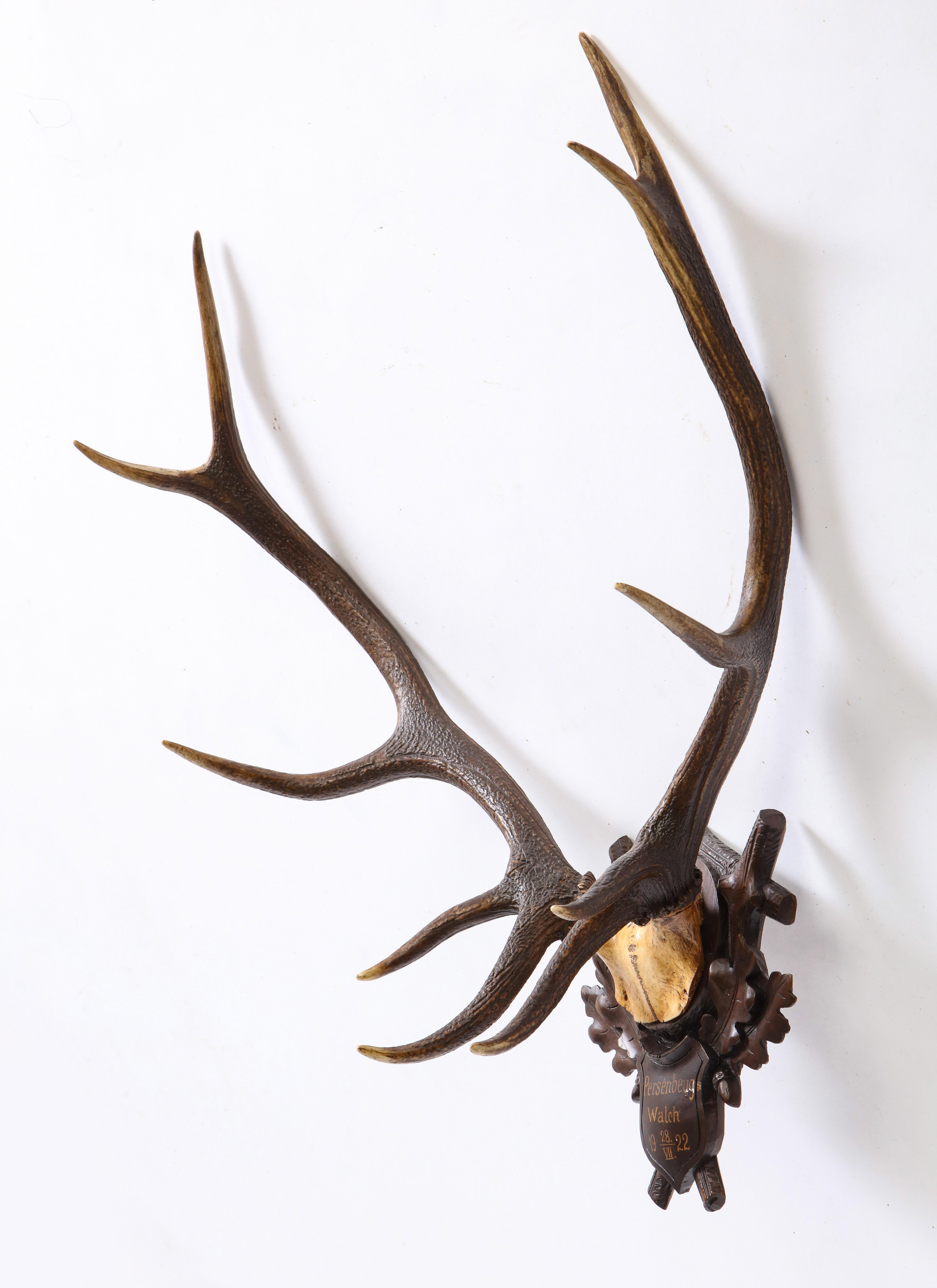 Group of Four Swiss 'Black Forest' Antler Trophy Mounts, 19th/20th Century 8